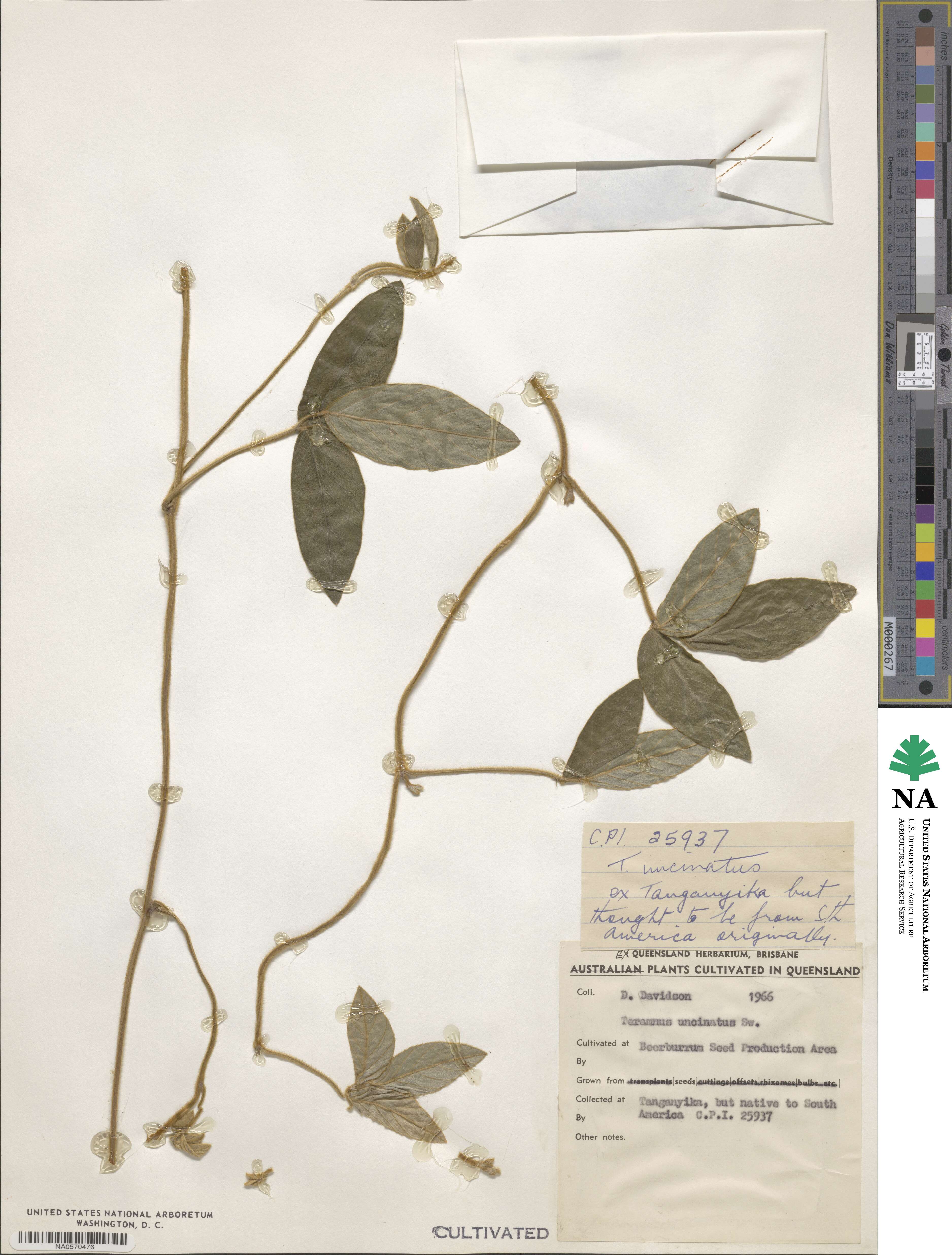 Teramnus uncinatus image