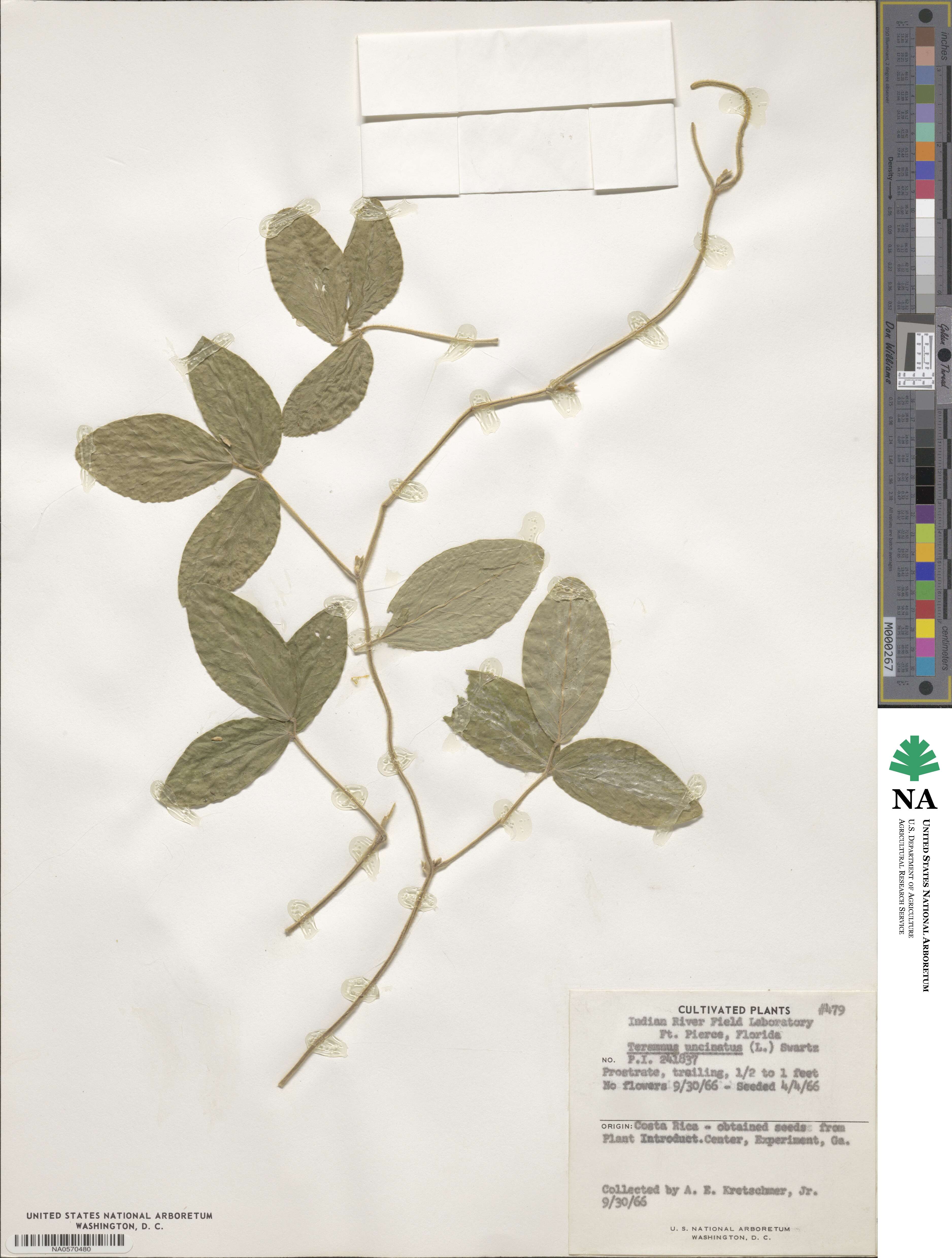Teramnus uncinatus image