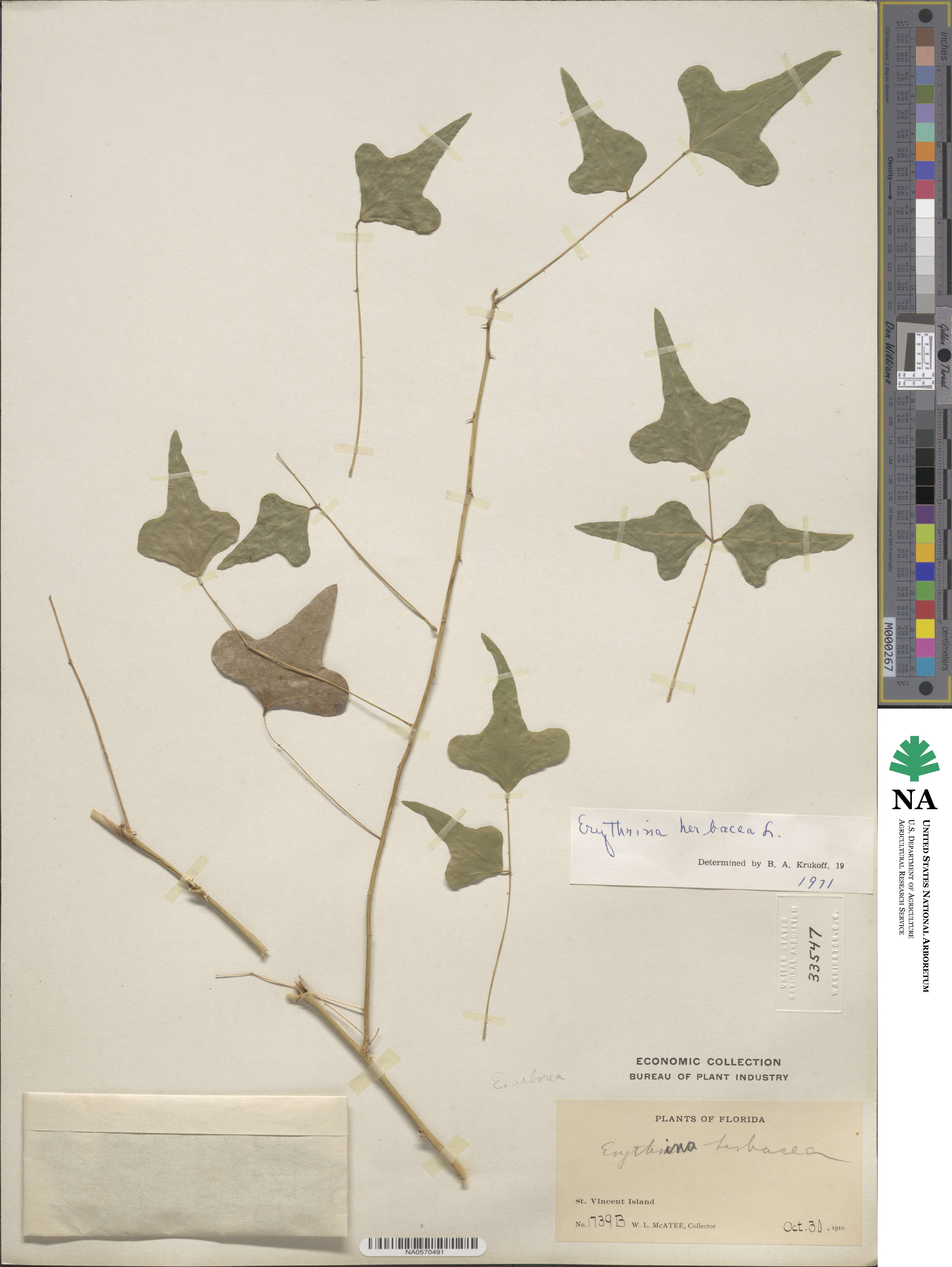 Erythrina herbacea image