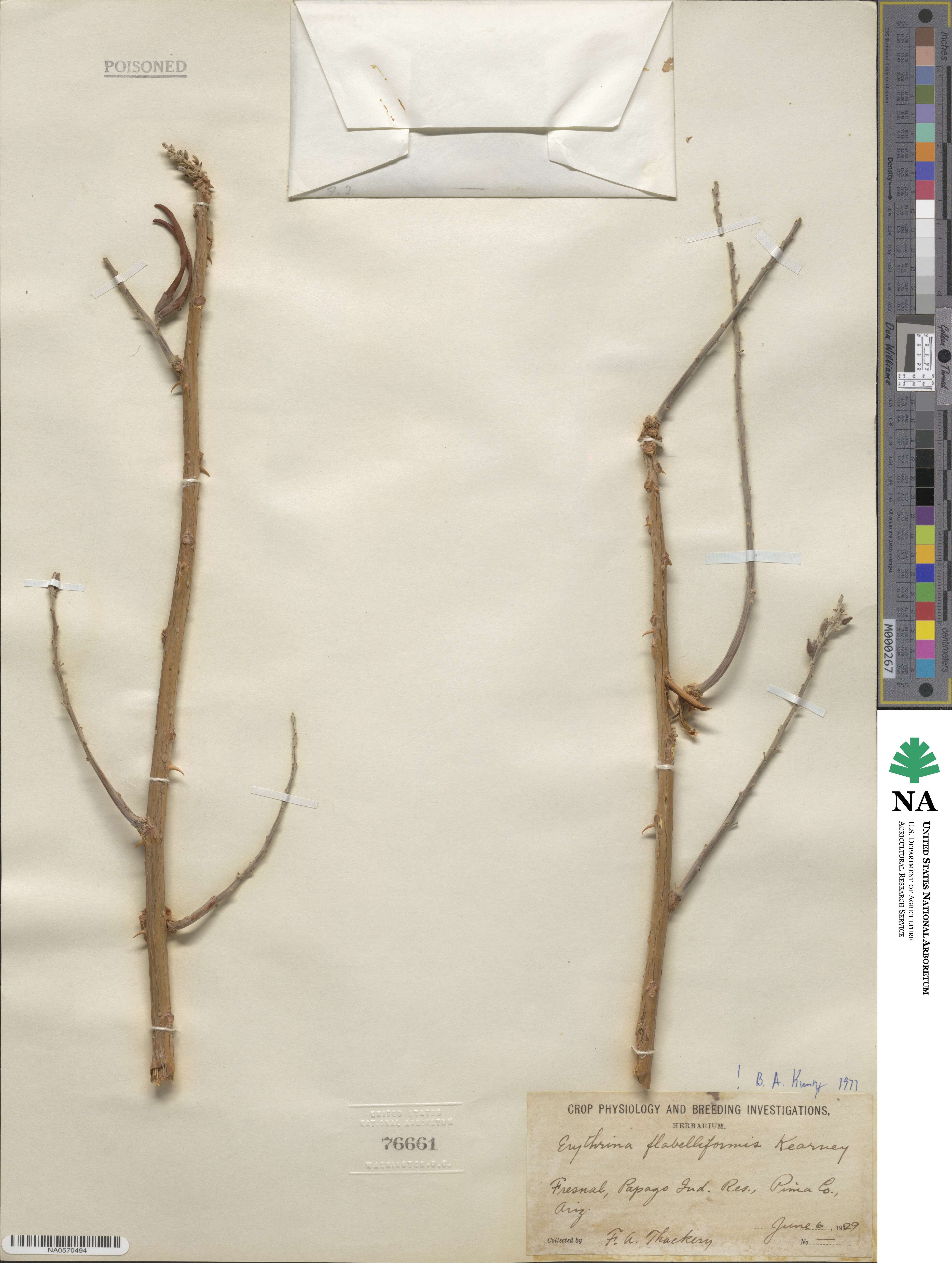 Erythrina flabelliformis image