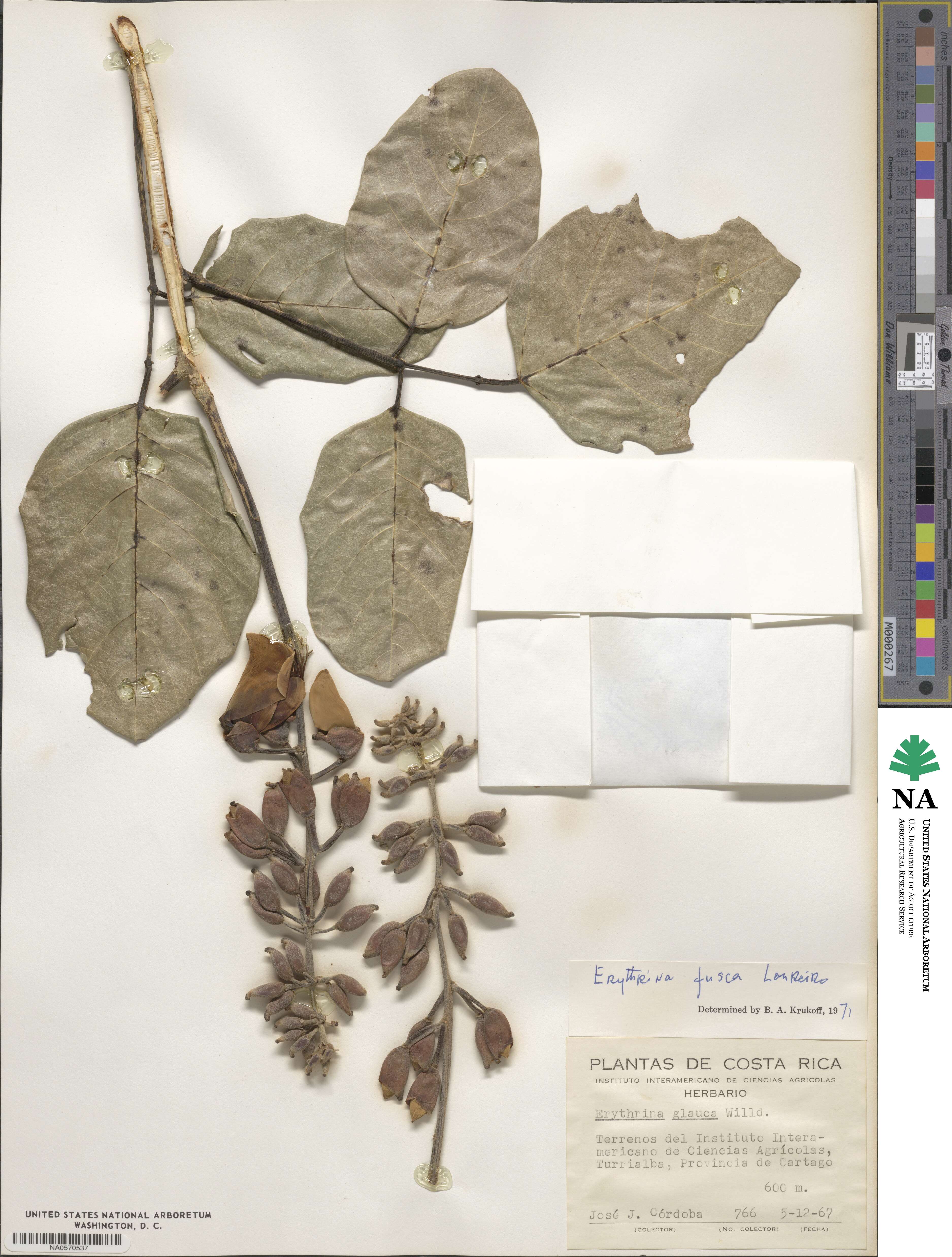 Erythrina fusca image