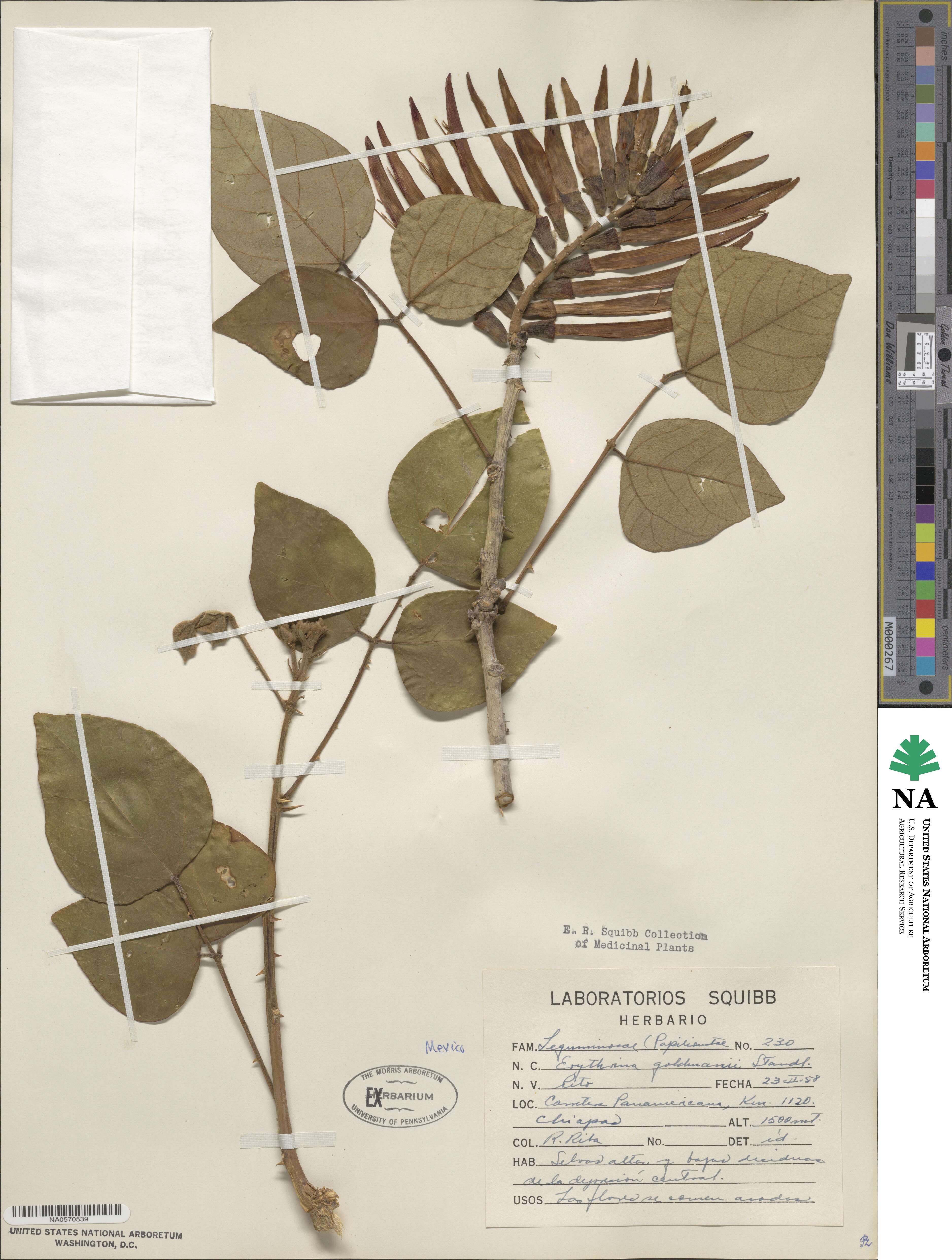 Erythrina goldmanii image