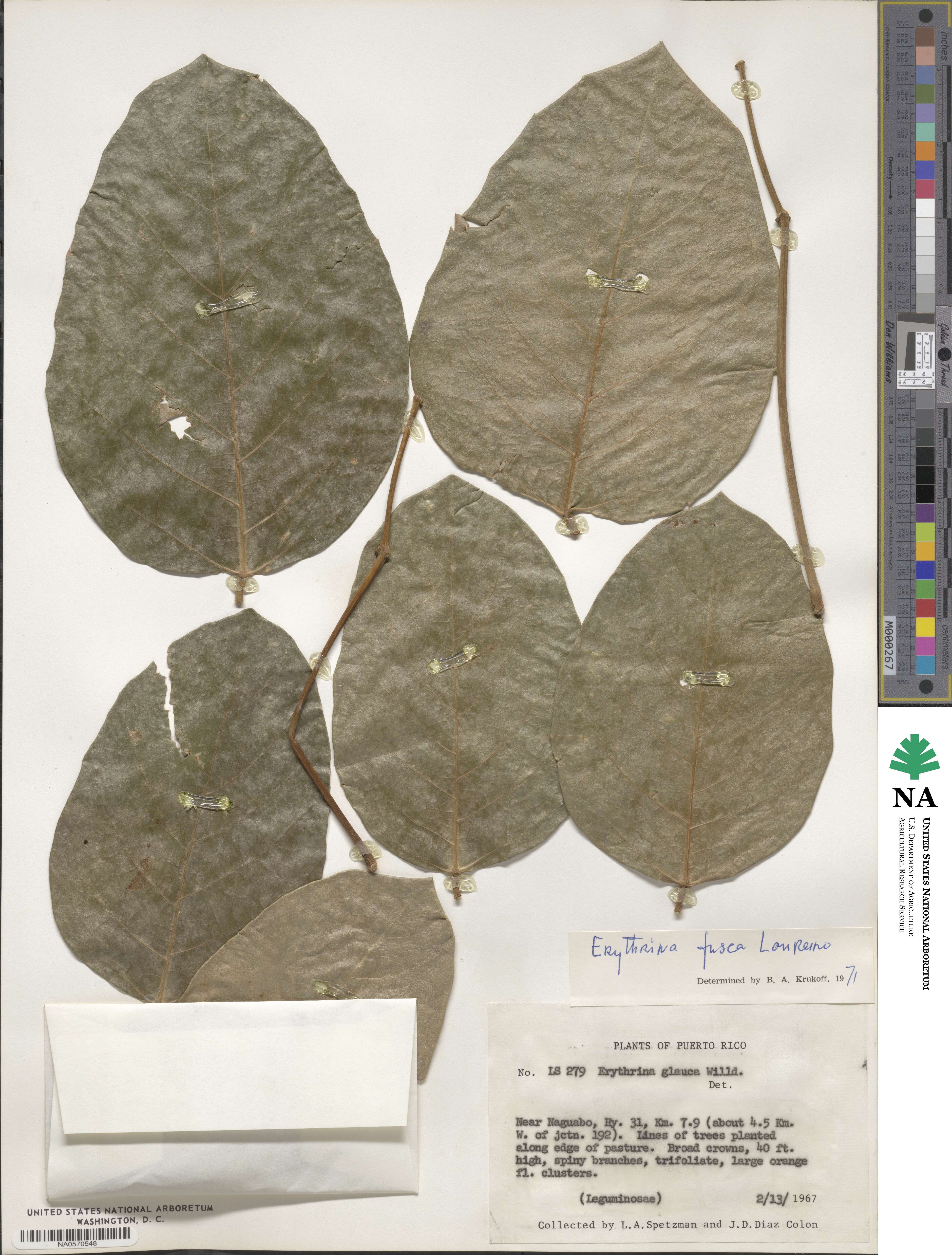 Erythrina fusca image