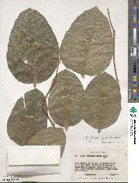 Erythrina fusca image