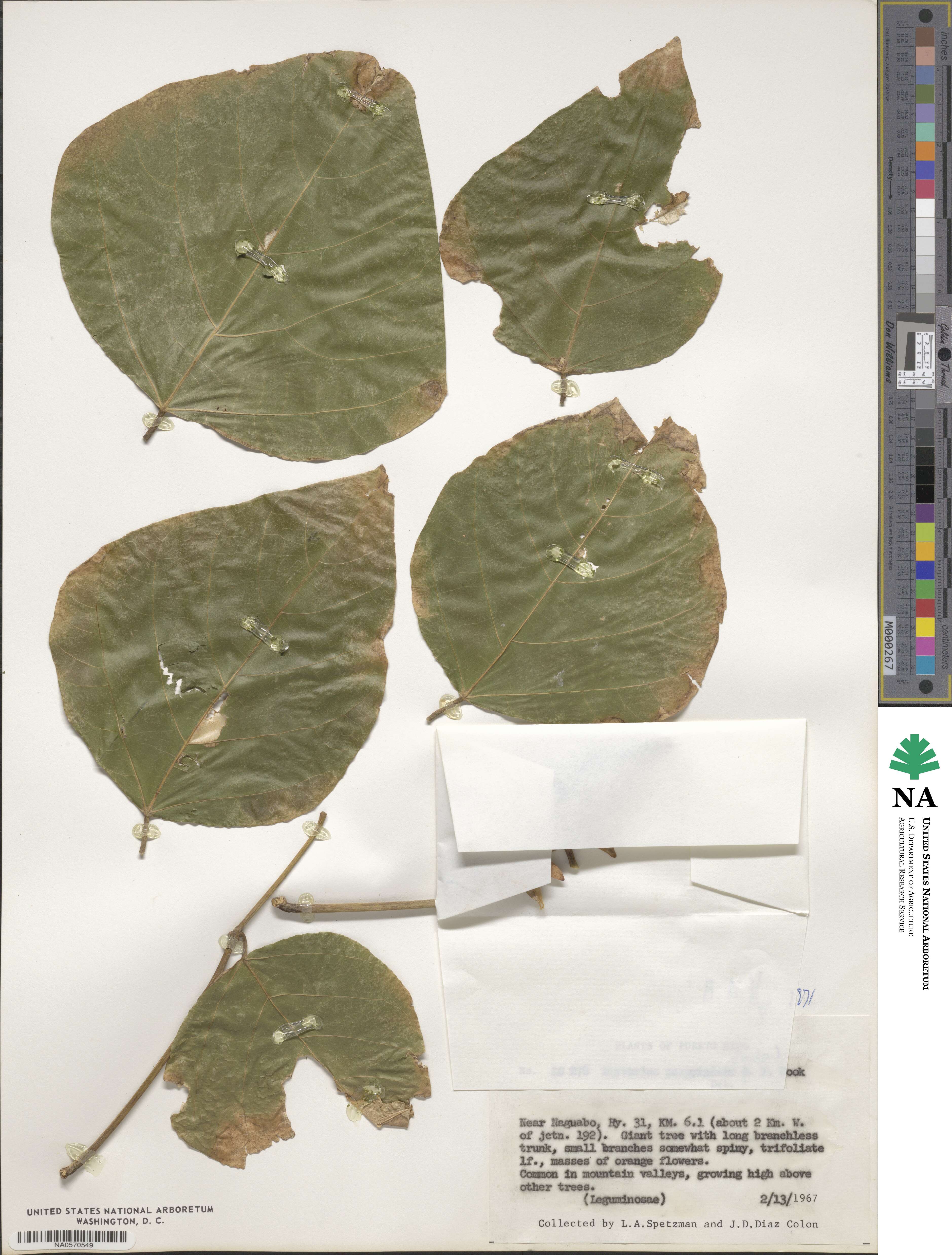 Erythrina poeppigiana image