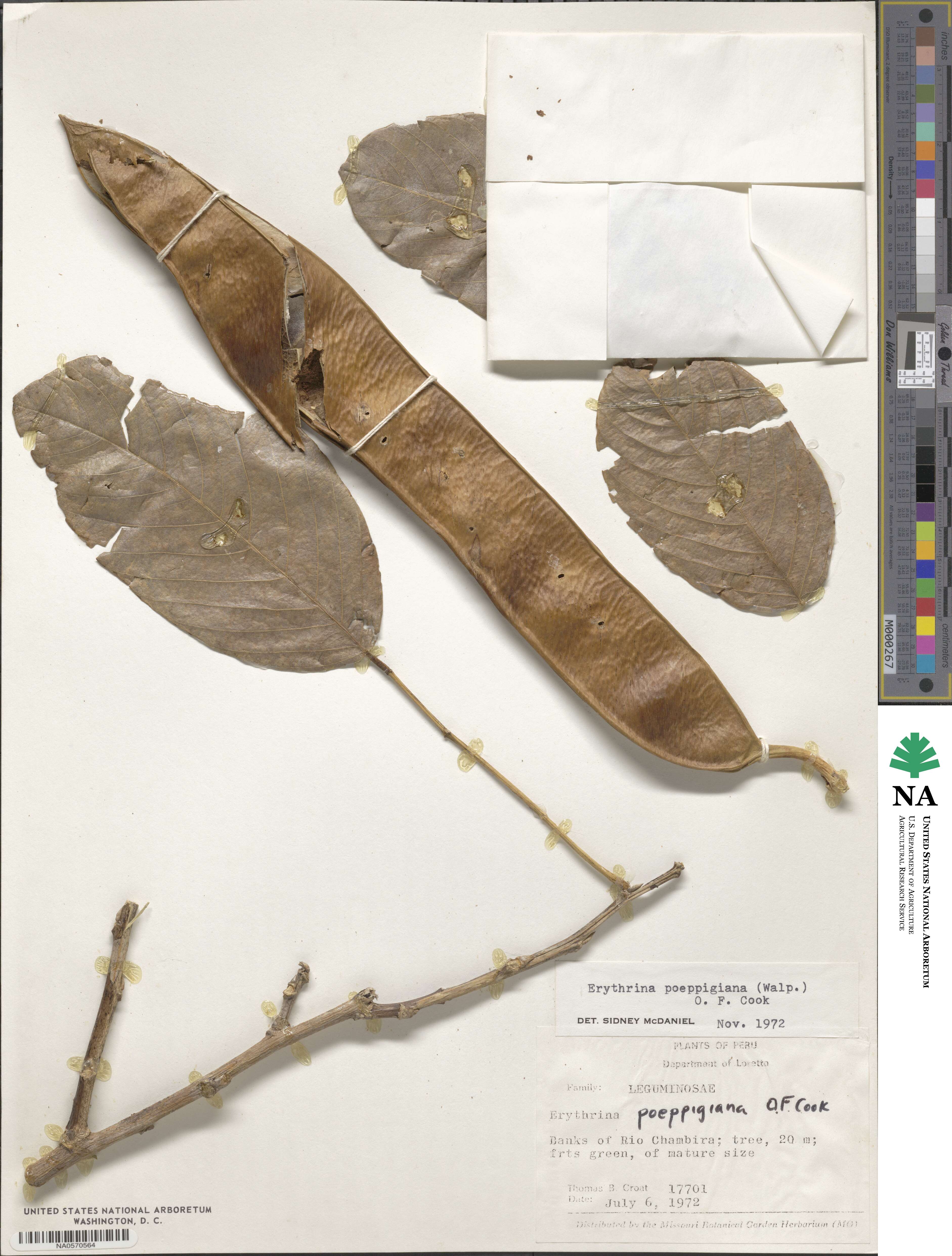 Erythrina poeppigiana image
