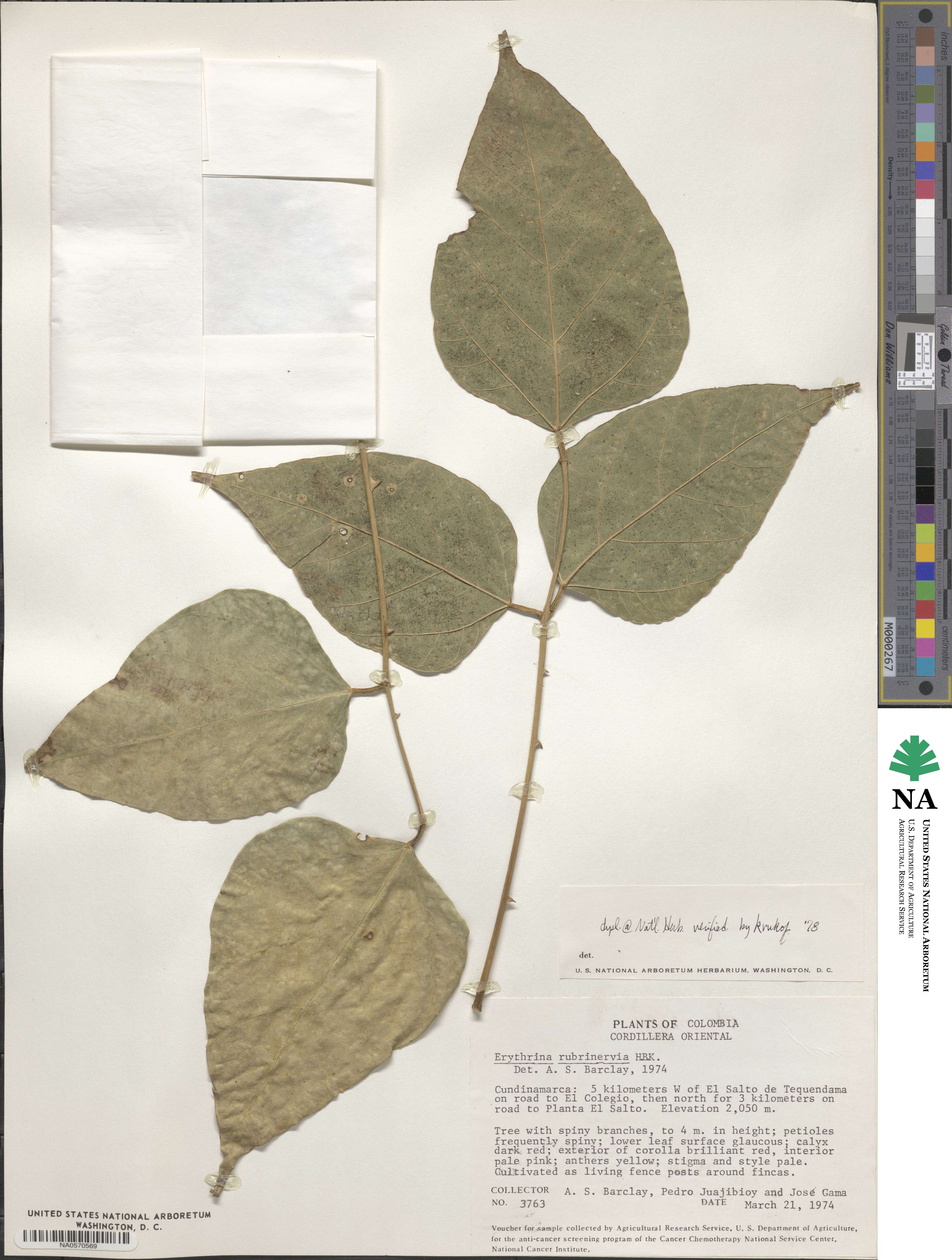 Erythrina rubrinervia image