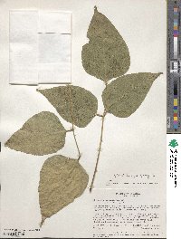 Erythrina rubrinervia image