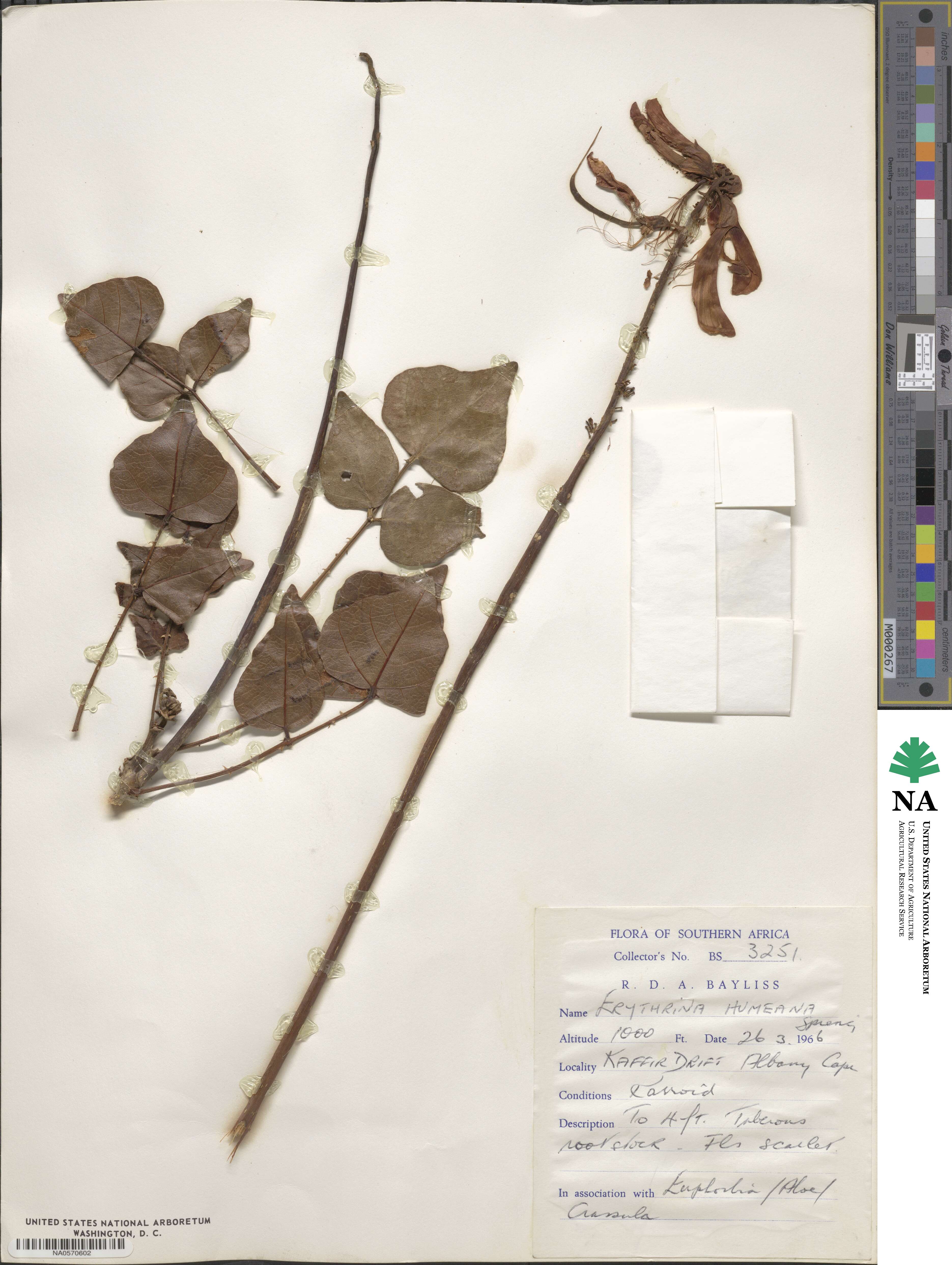 Erythrina humeana image