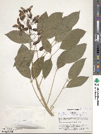 Erythrina crista-galli image