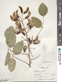 Erythrina crista-galli image