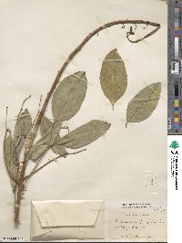 Erythrina crista-galli image