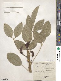 Erythrina crista-galli image