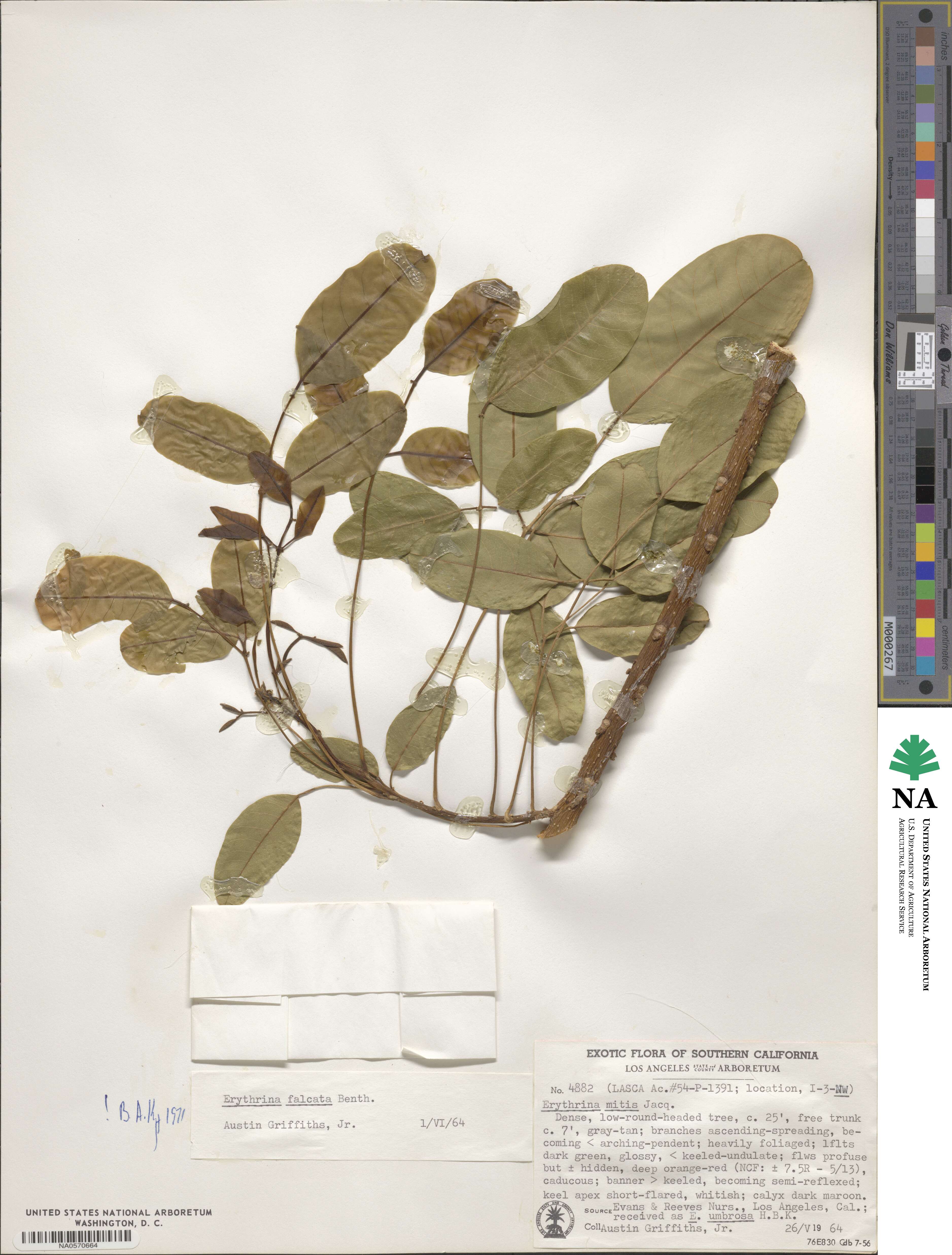 Erythrina falcata image