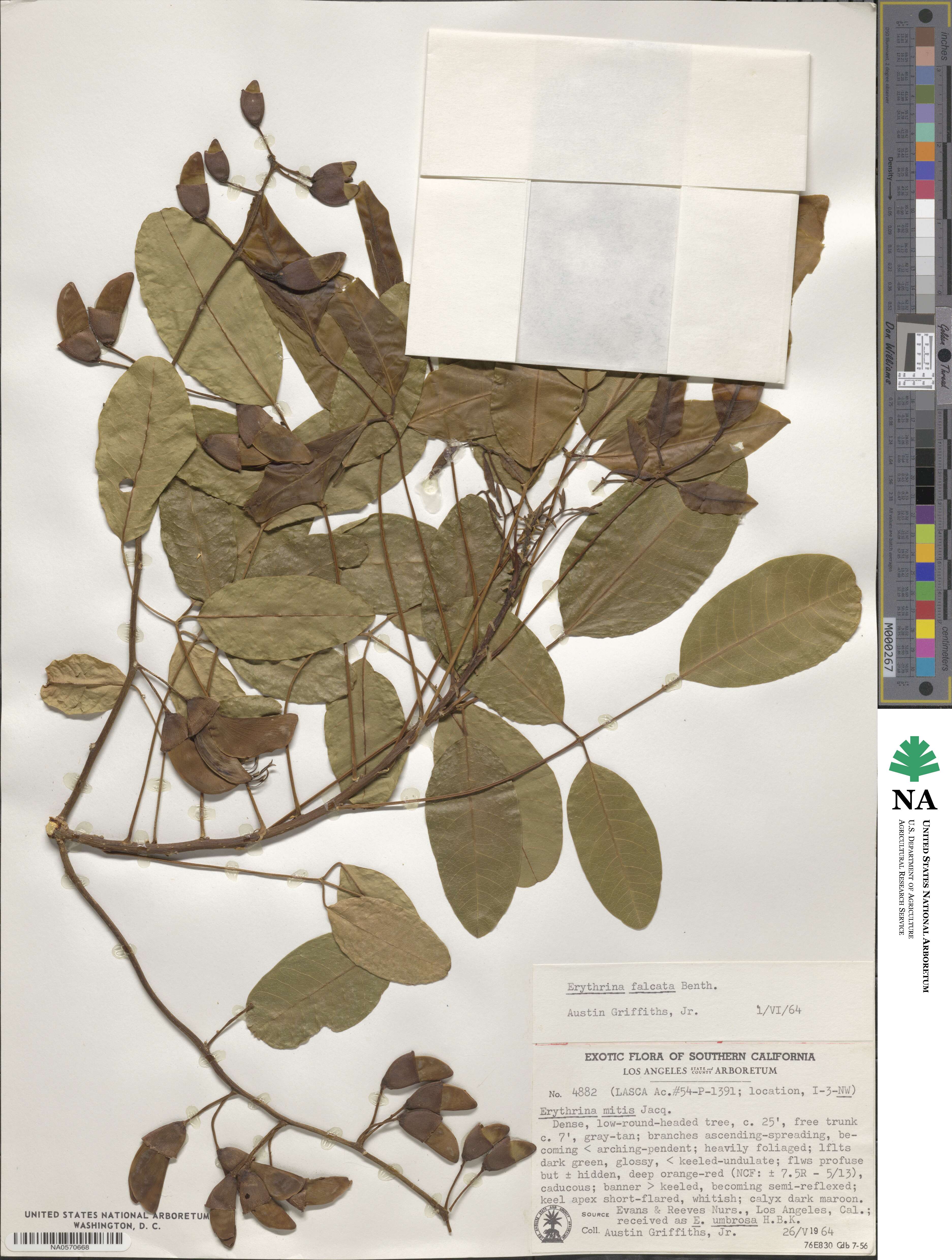 Erythrina falcata image