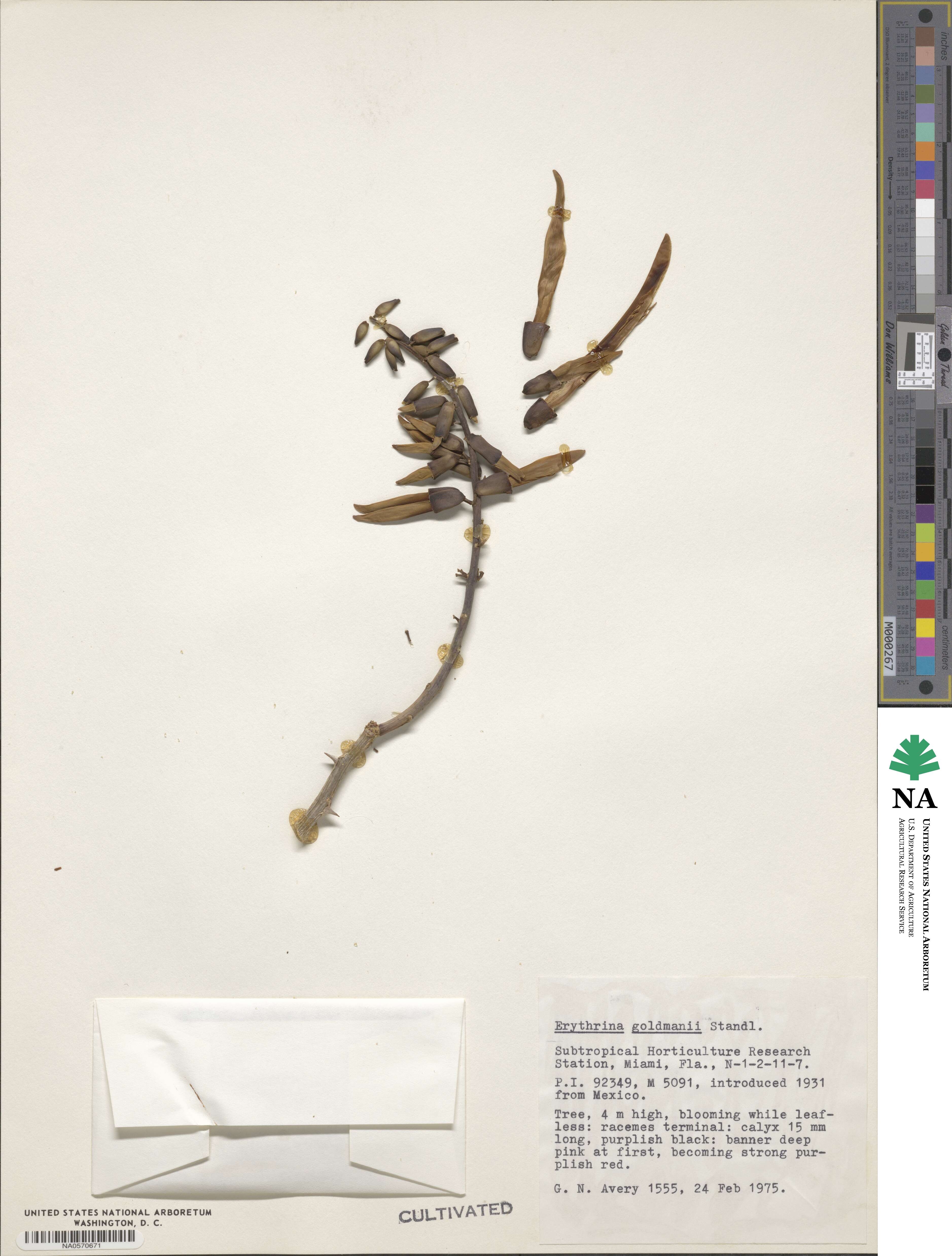 Erythrina goldmanii image