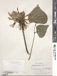 Media resource of Erythrina sandwicensis