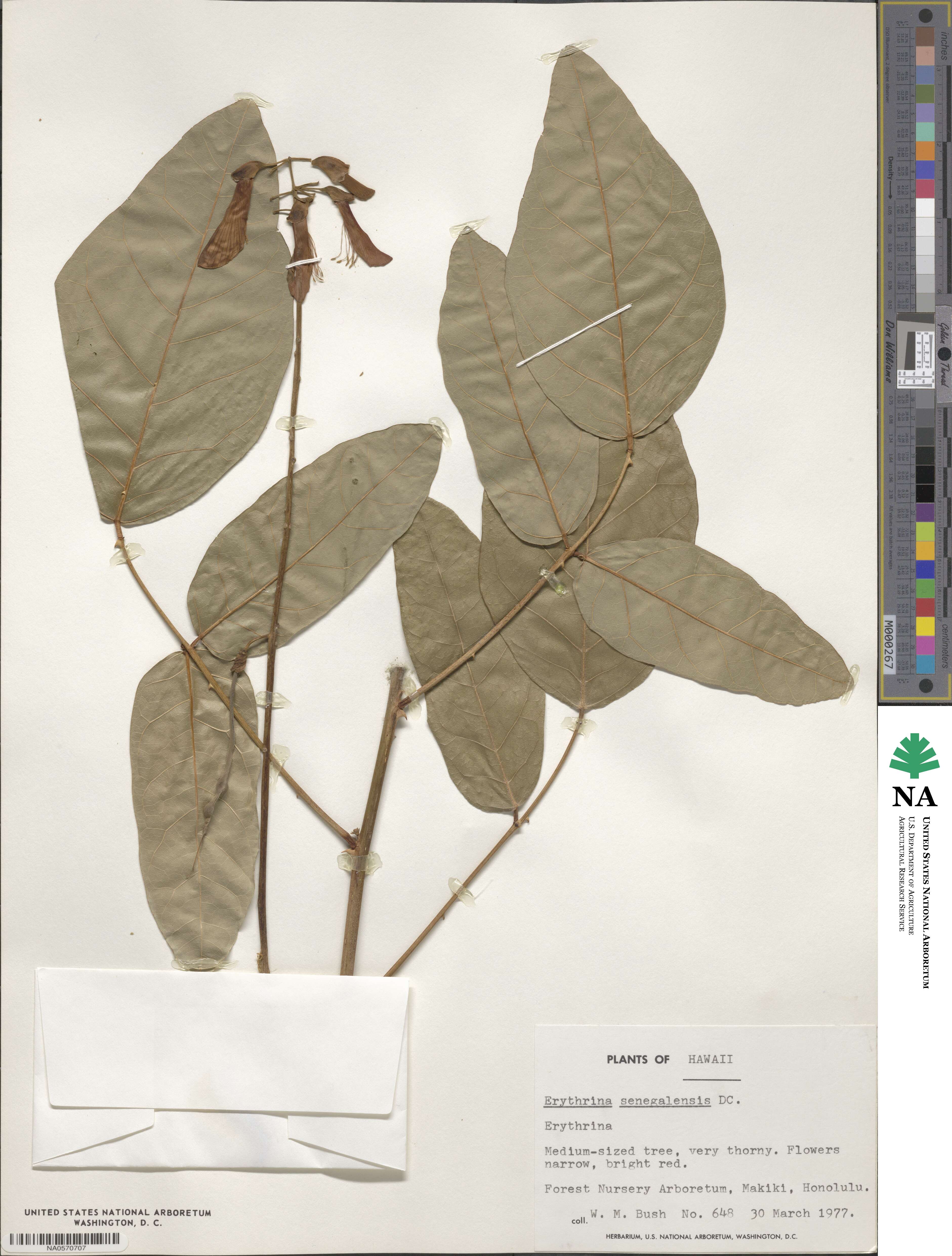 Erythrina senegalensis image