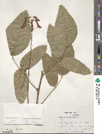 Erythrina senegalensis image