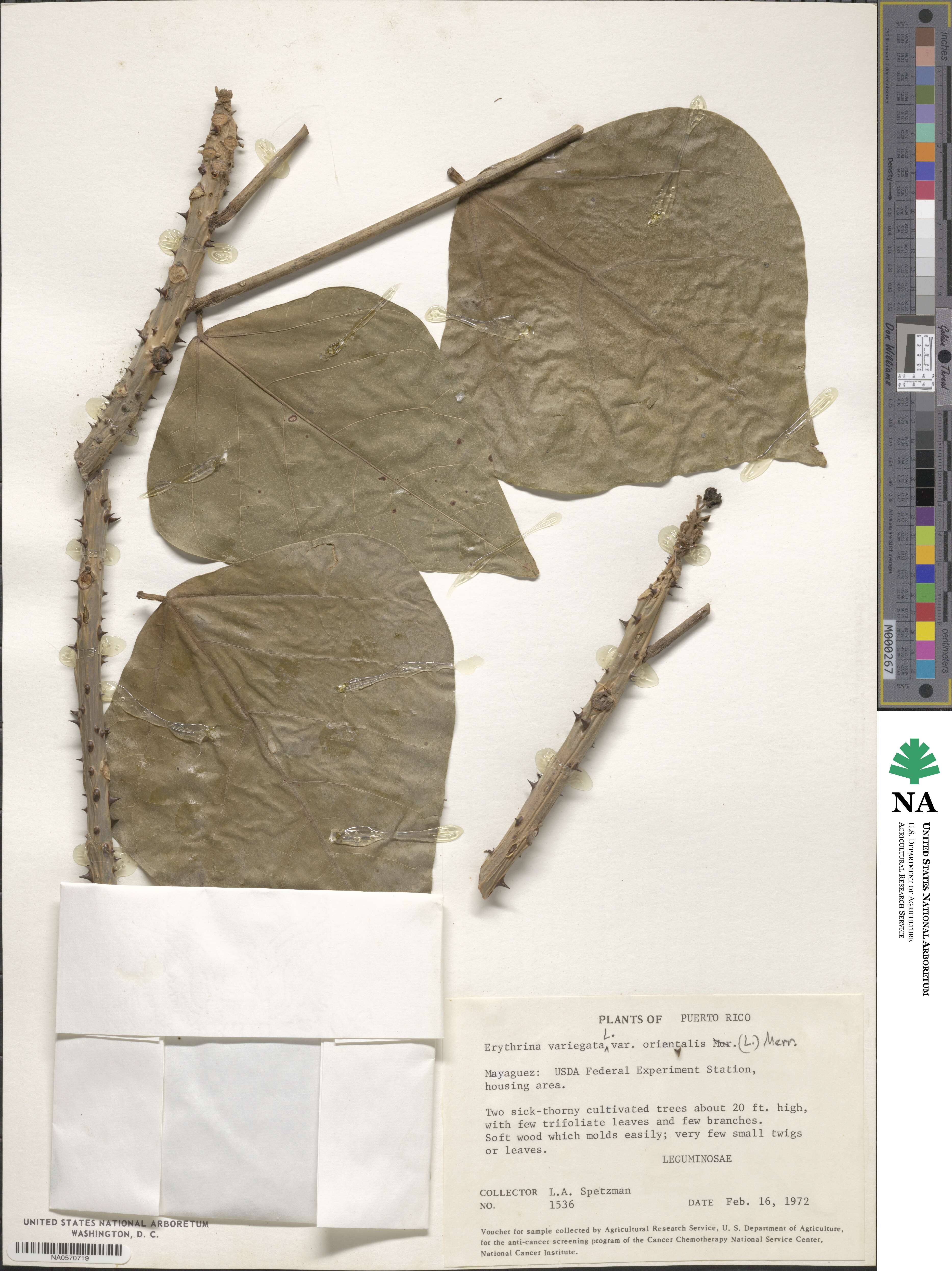 Erythrina variegata image