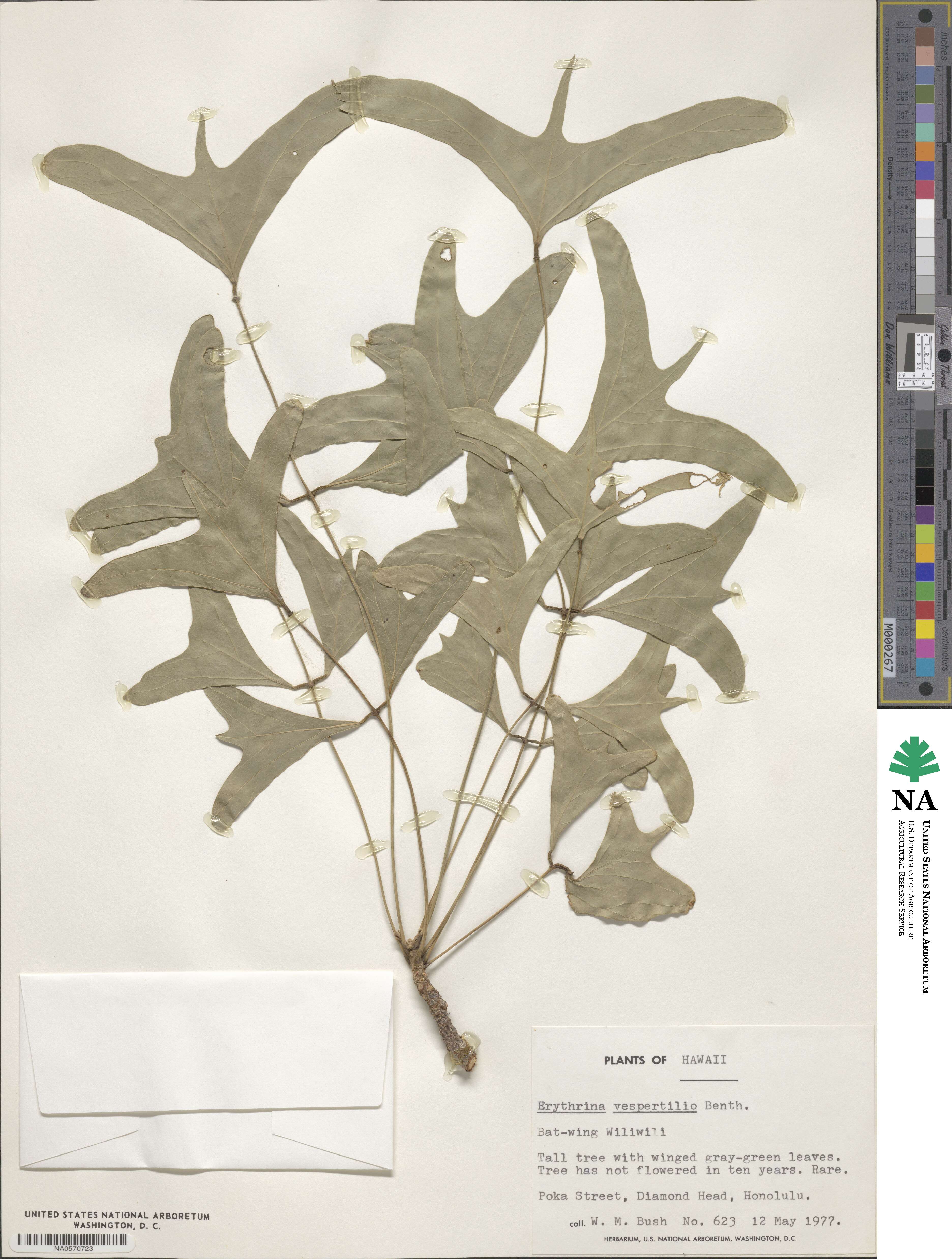 Erythrina vespertilio image