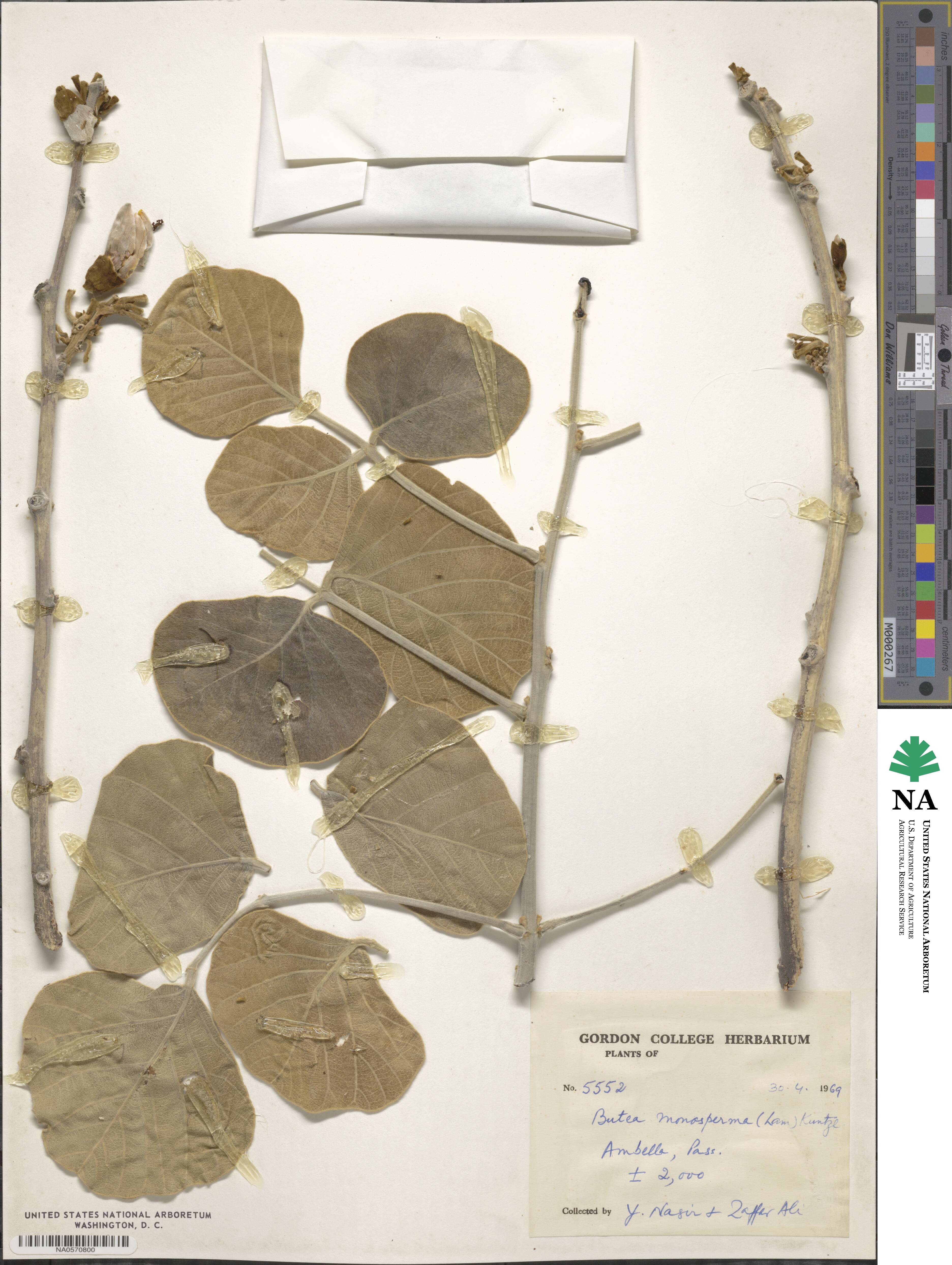 Butea monosperma image