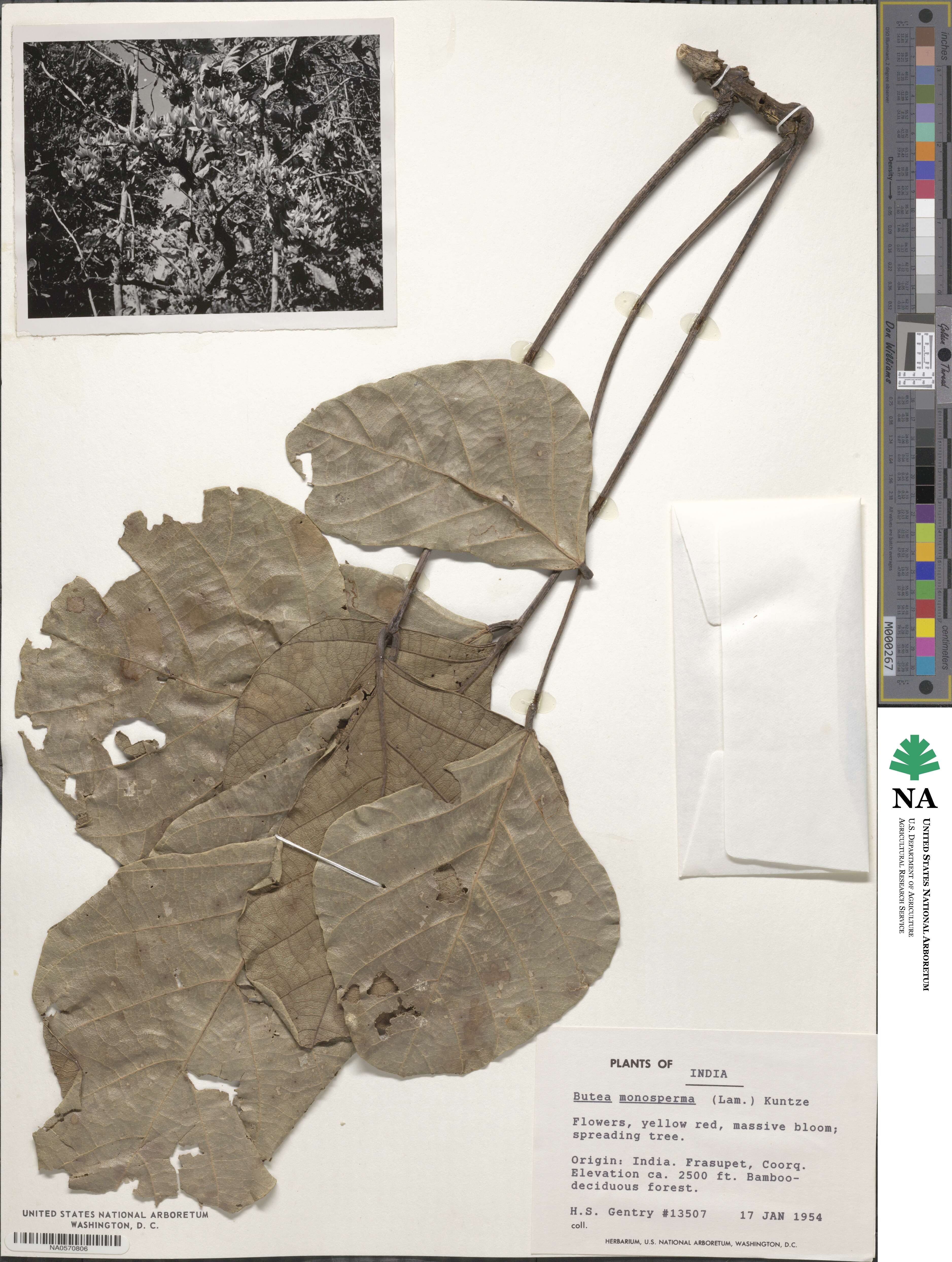 Butea monosperma image