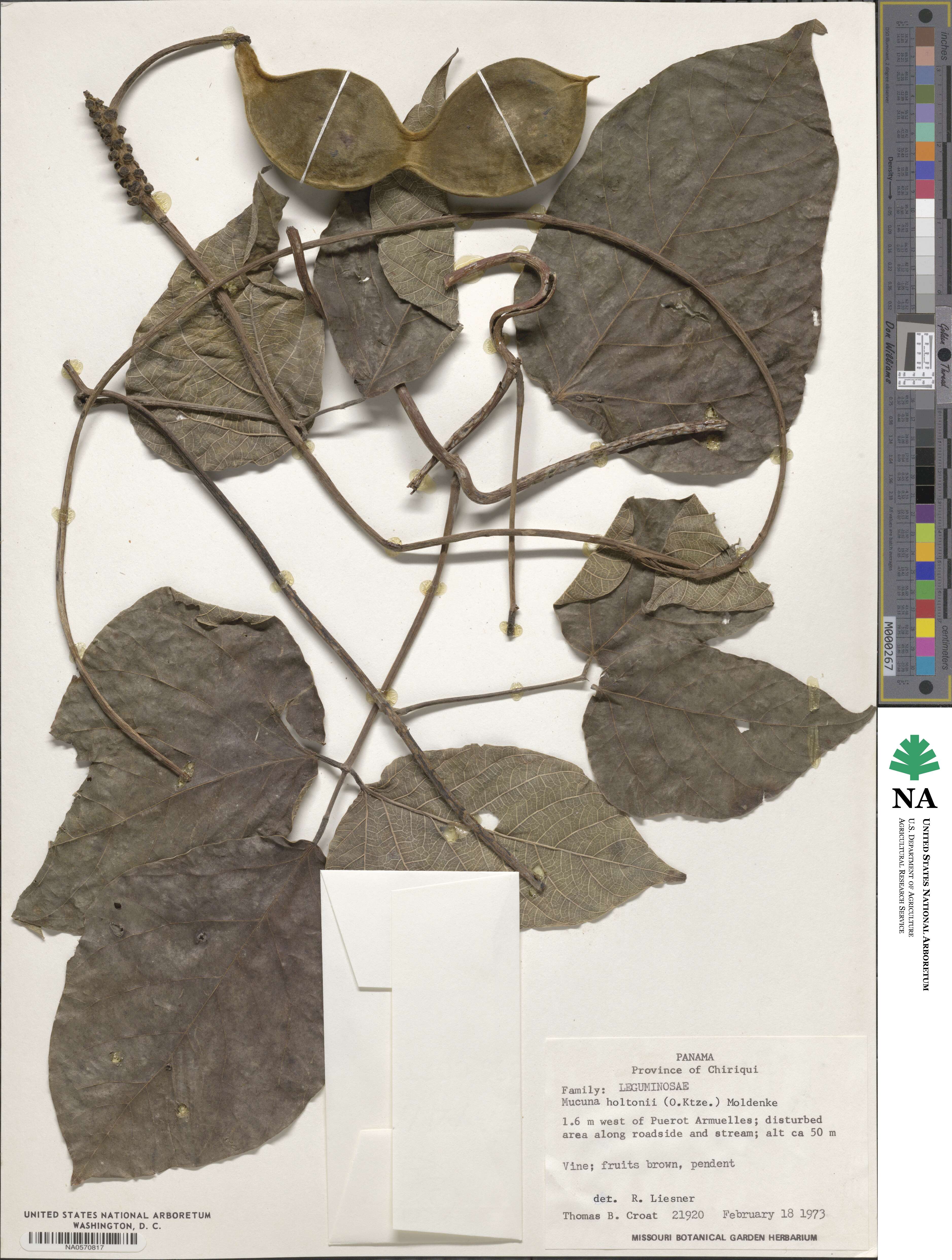 Mucuna holtonii image