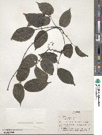 Mucuna mutisiana image