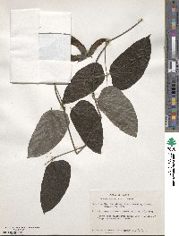 Mucuna sloanei image