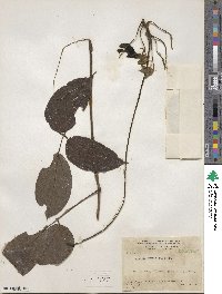 Mucuna urens image