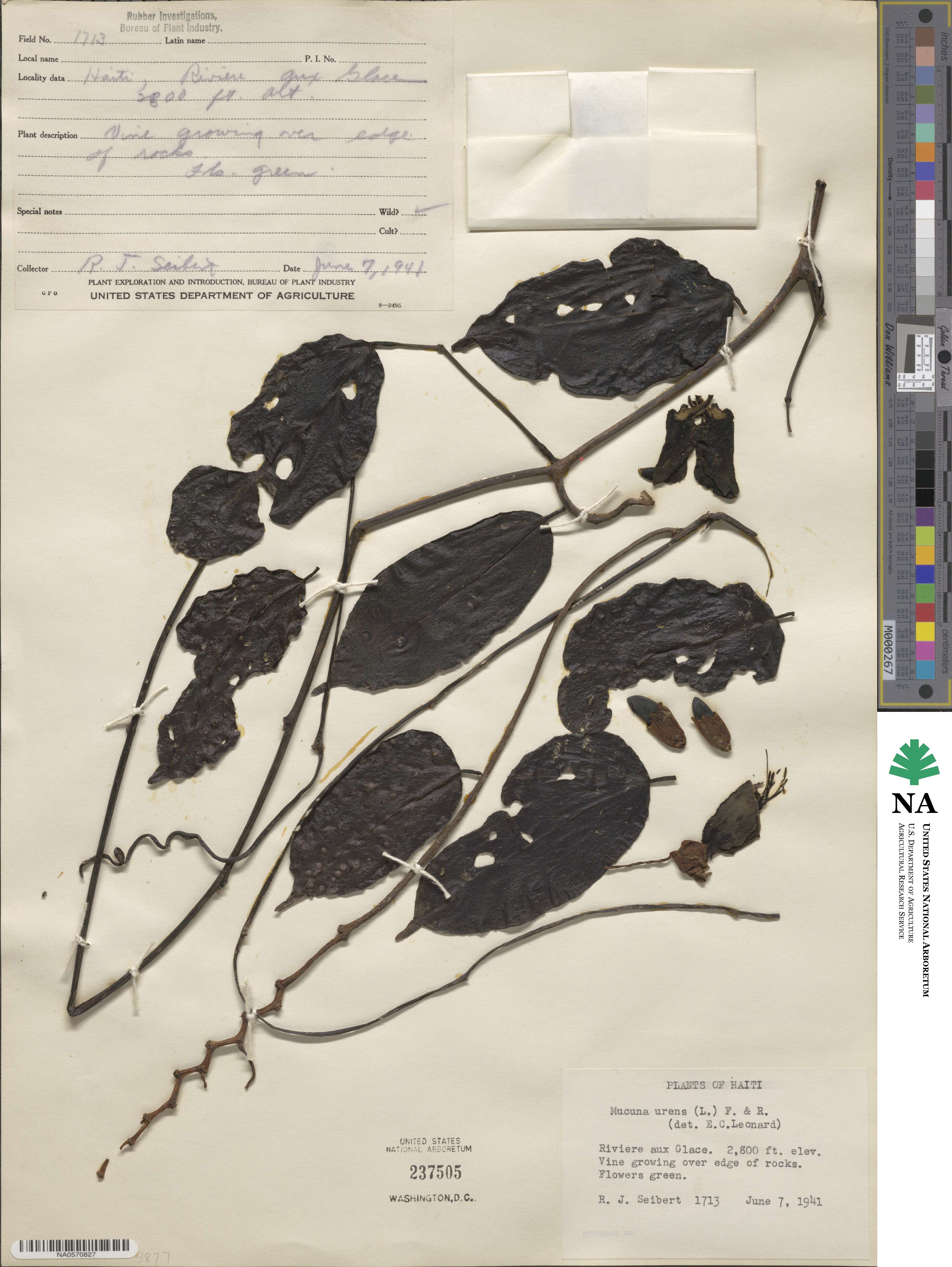 Mucuna urens image