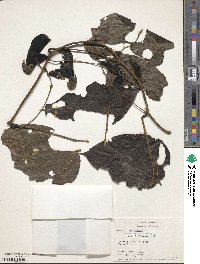 Mucuna rostrata image