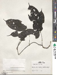 Mucuna urens image