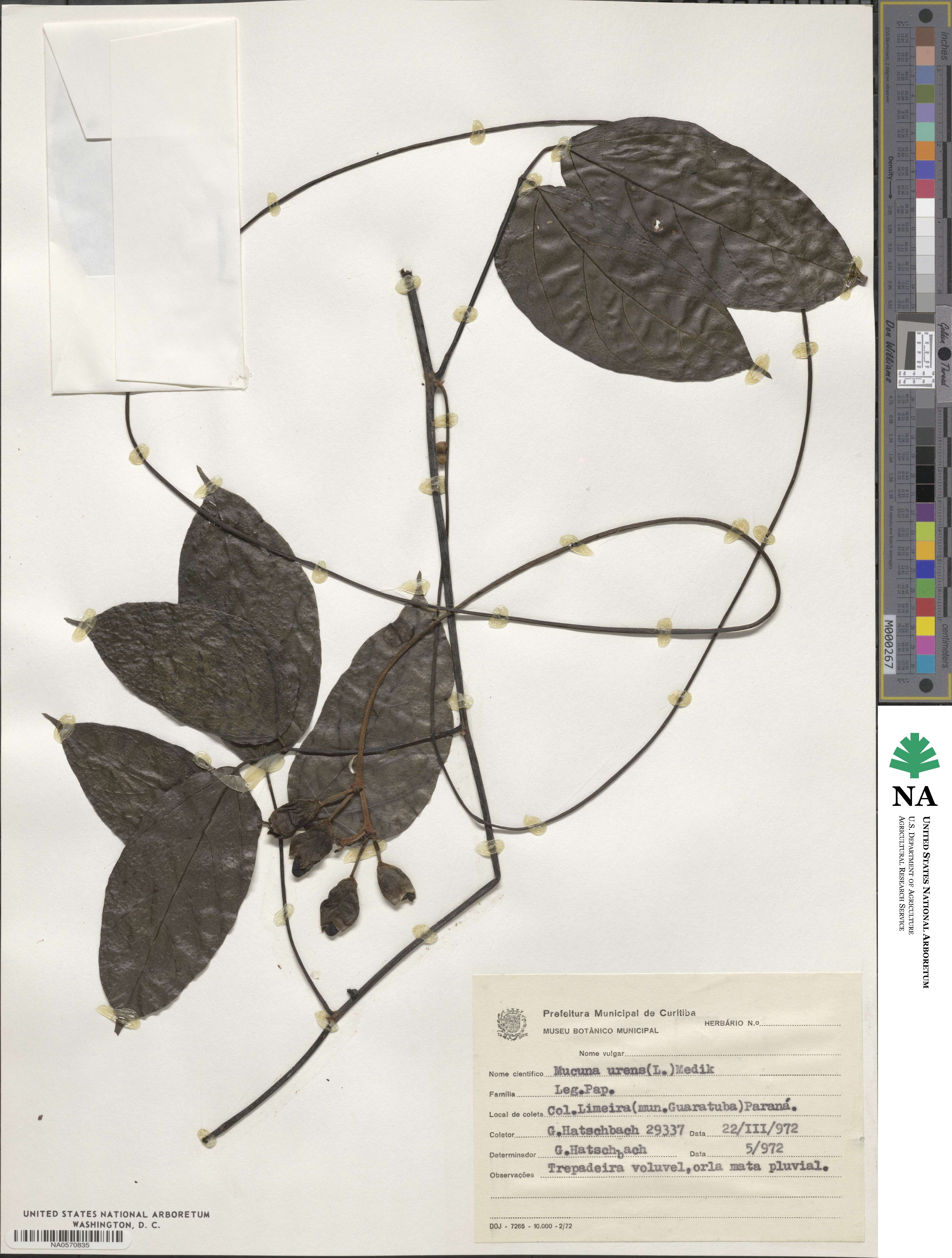 Mucuna urens image
