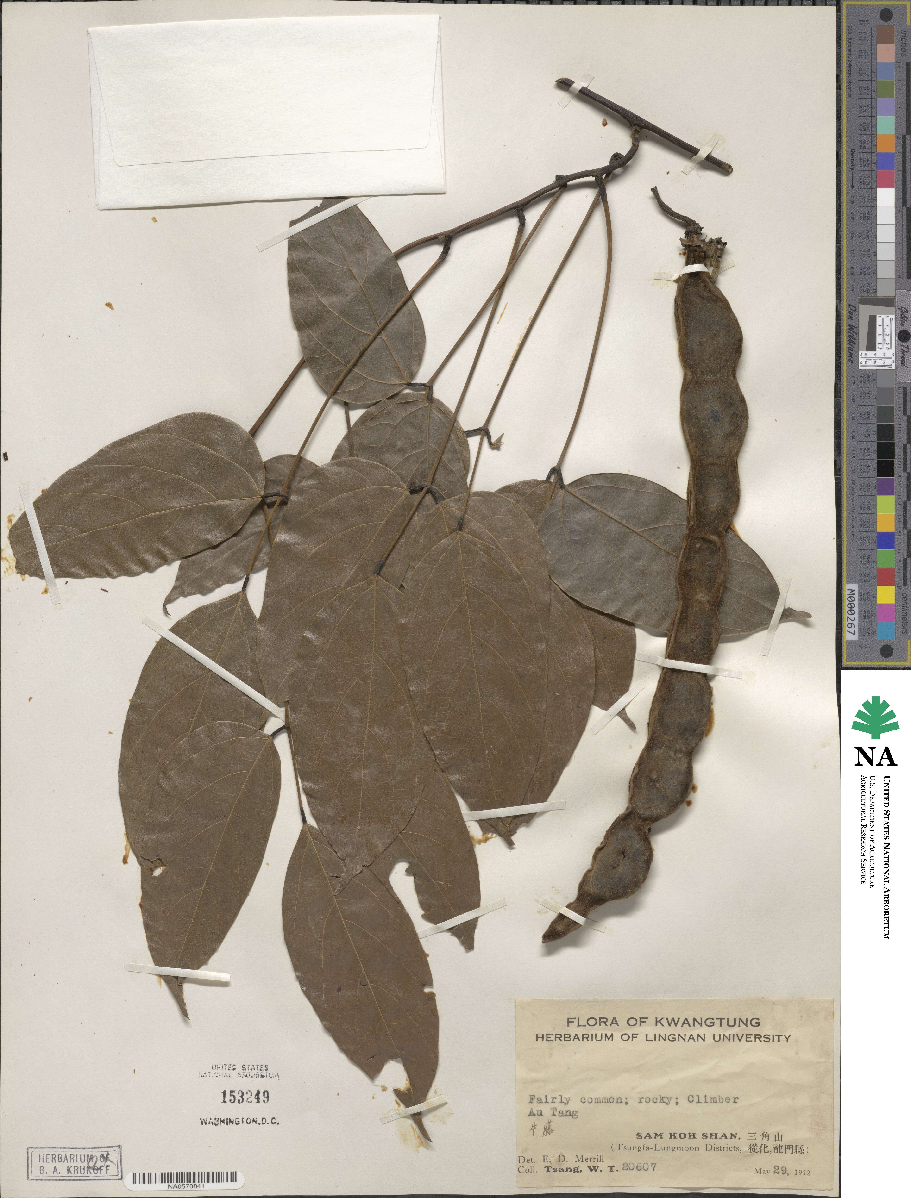Mucuna birdwoodiana image