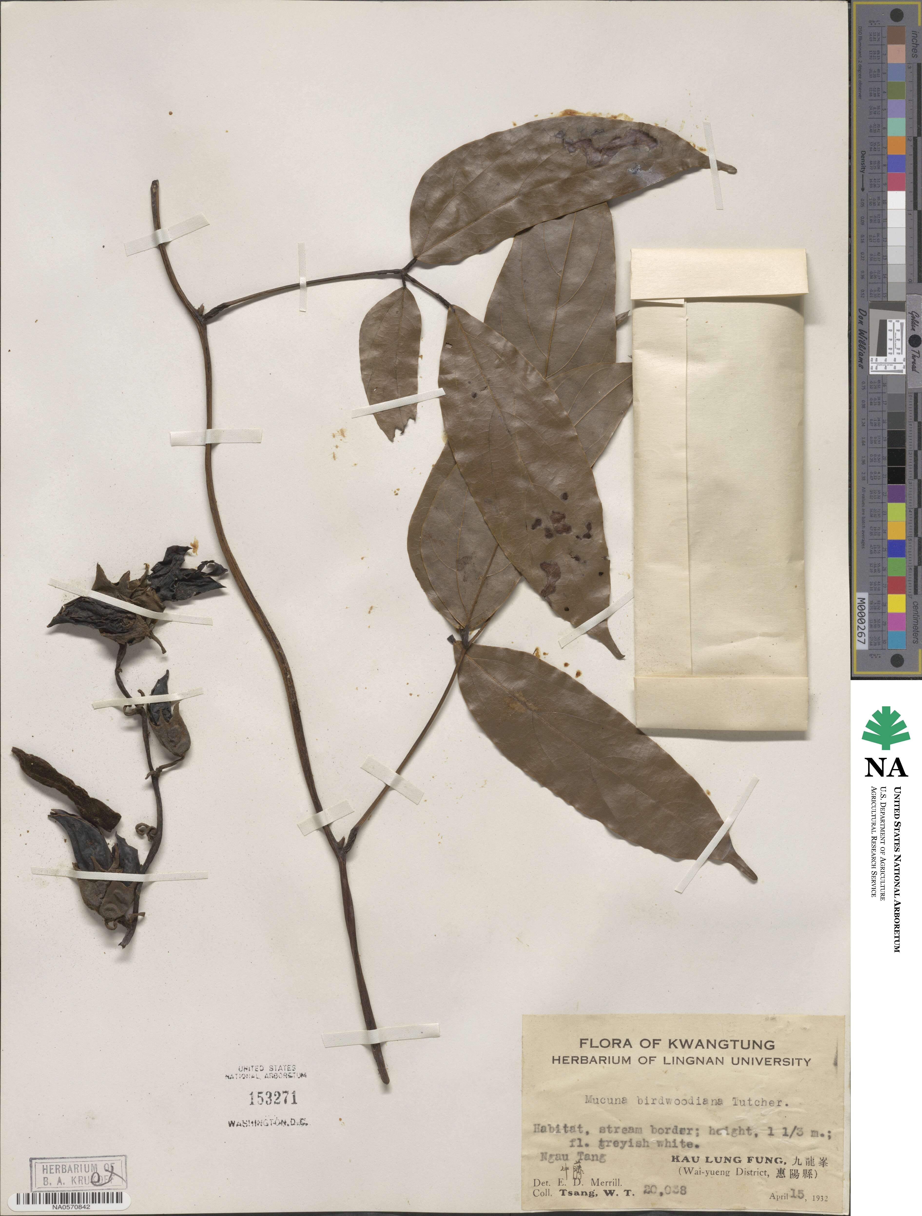 Mucuna birdwoodiana image