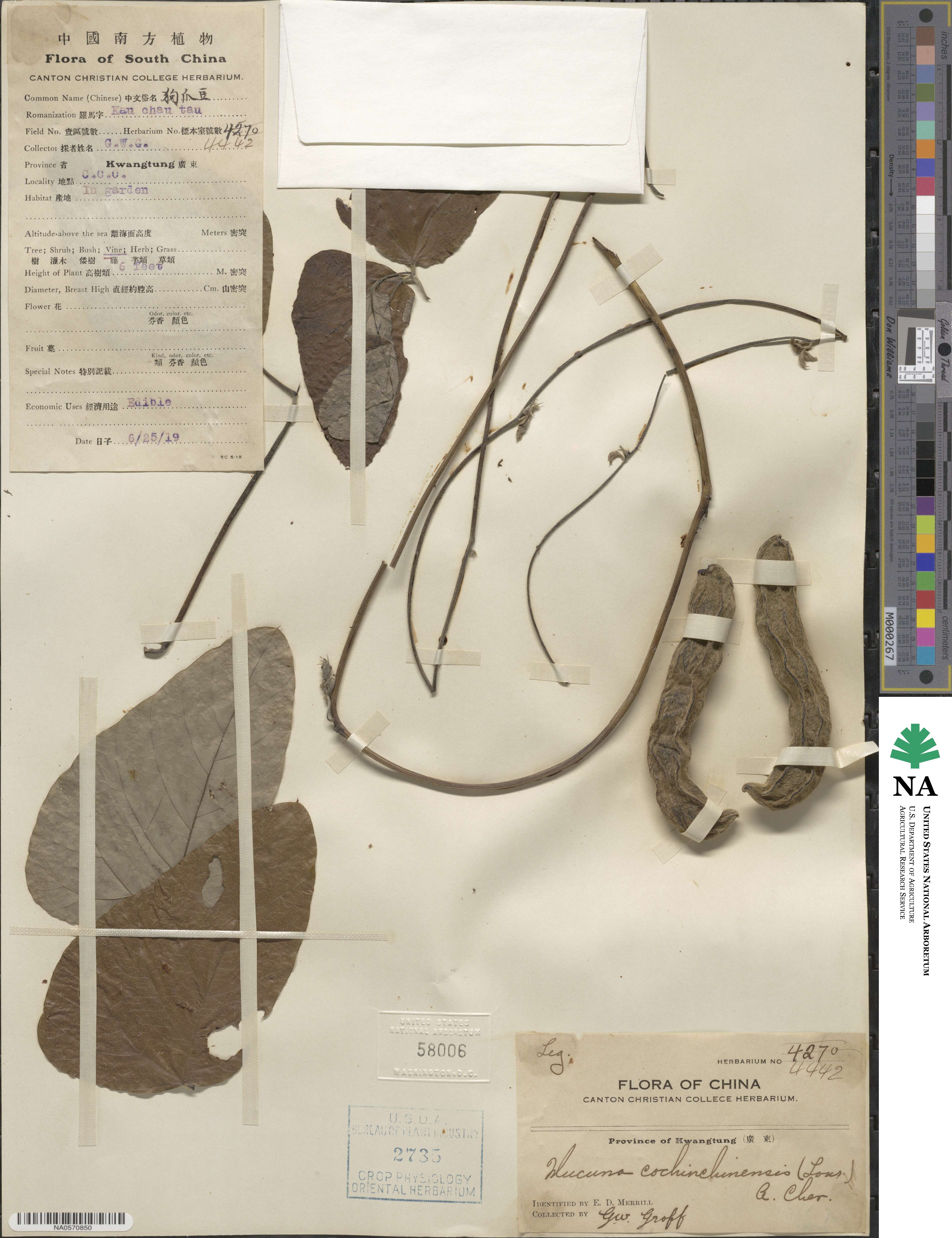 Mucuna pruriens var. utilis image