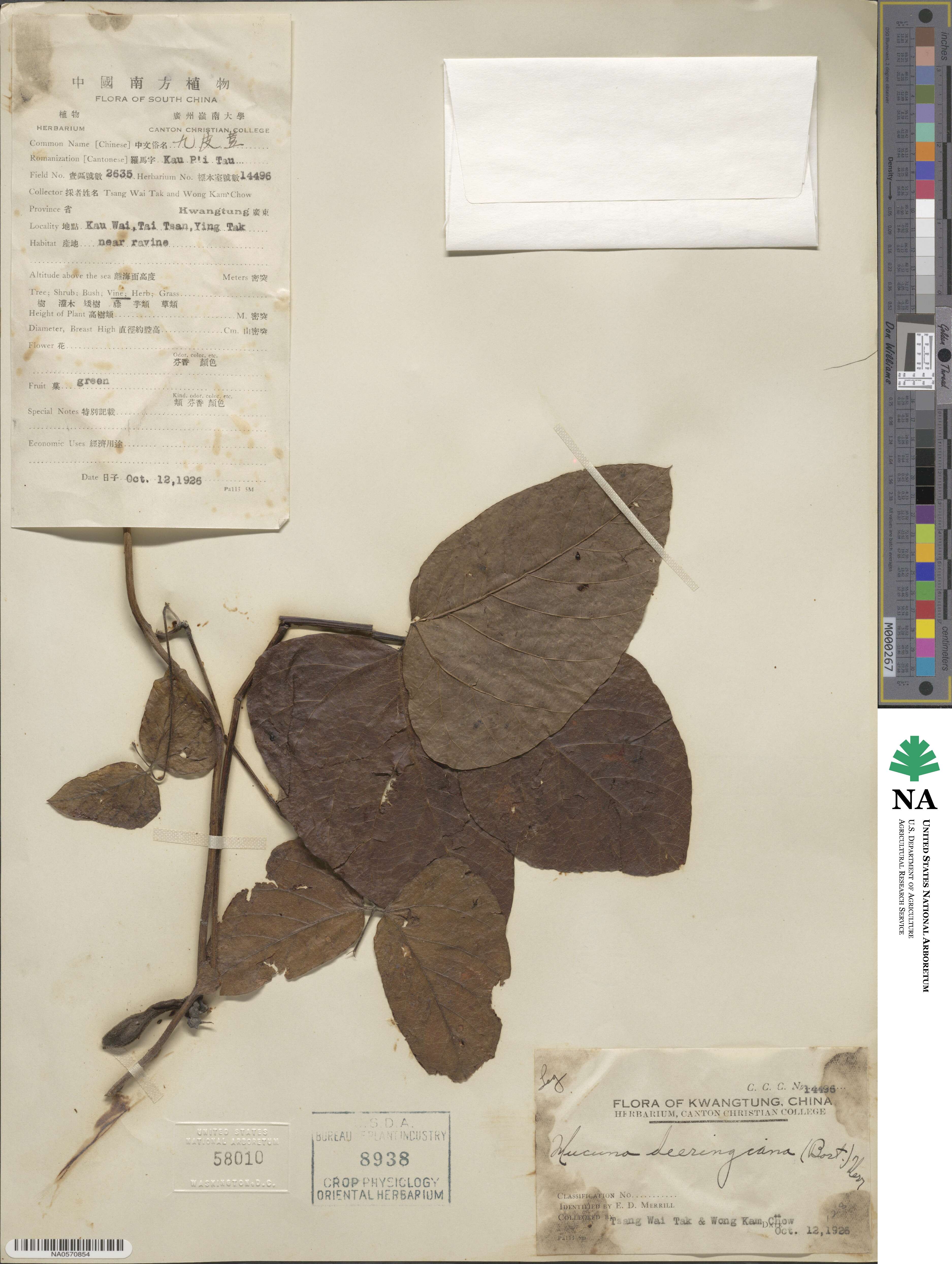Mucuna pruriens var. utilis image