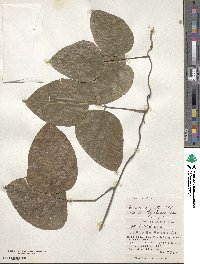 Mucuna gigantea image