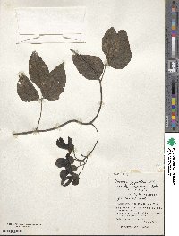 Mucuna gigantea image