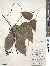 Mucuna gigantea image