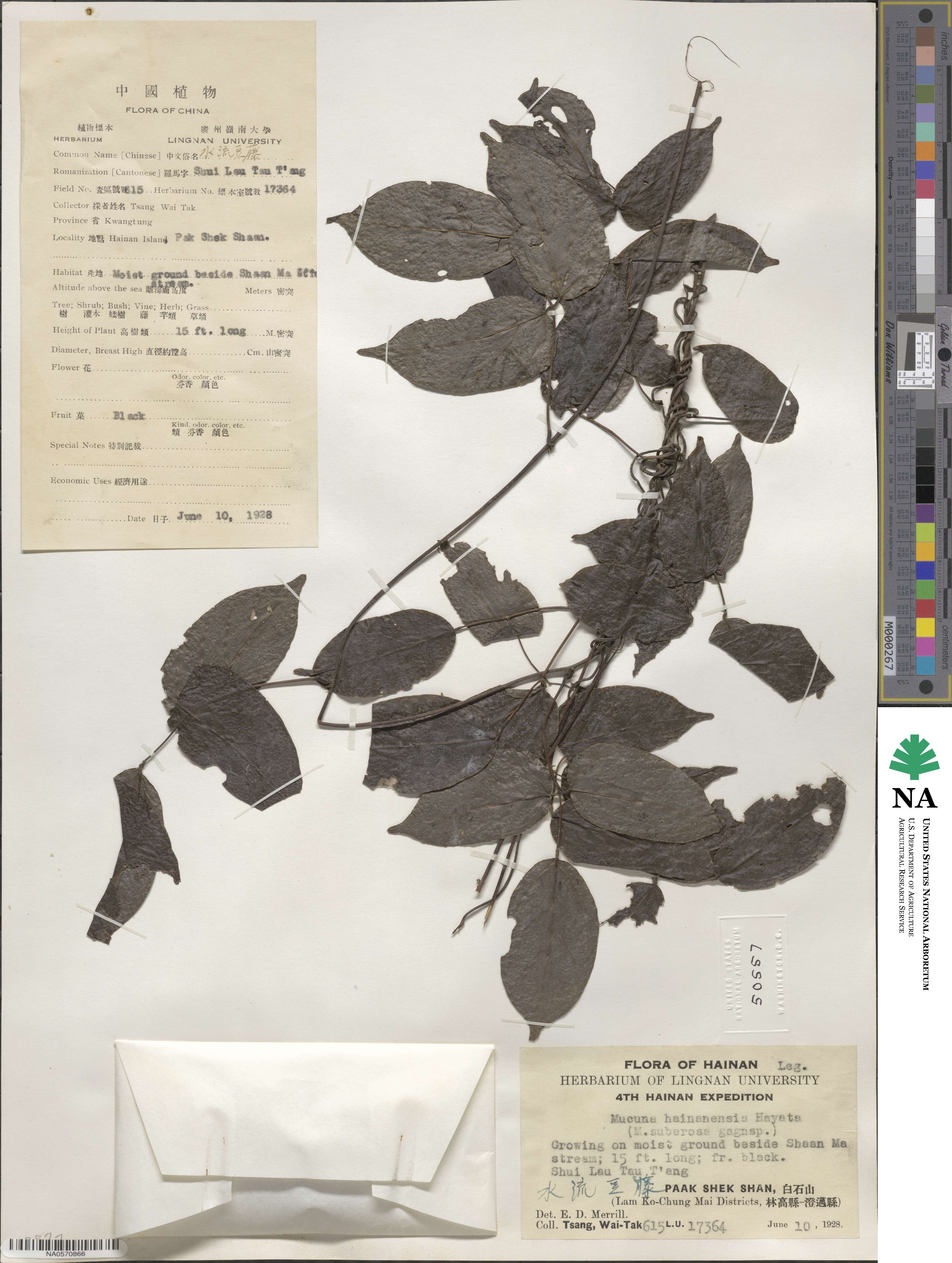 Mucuna hainanensis image