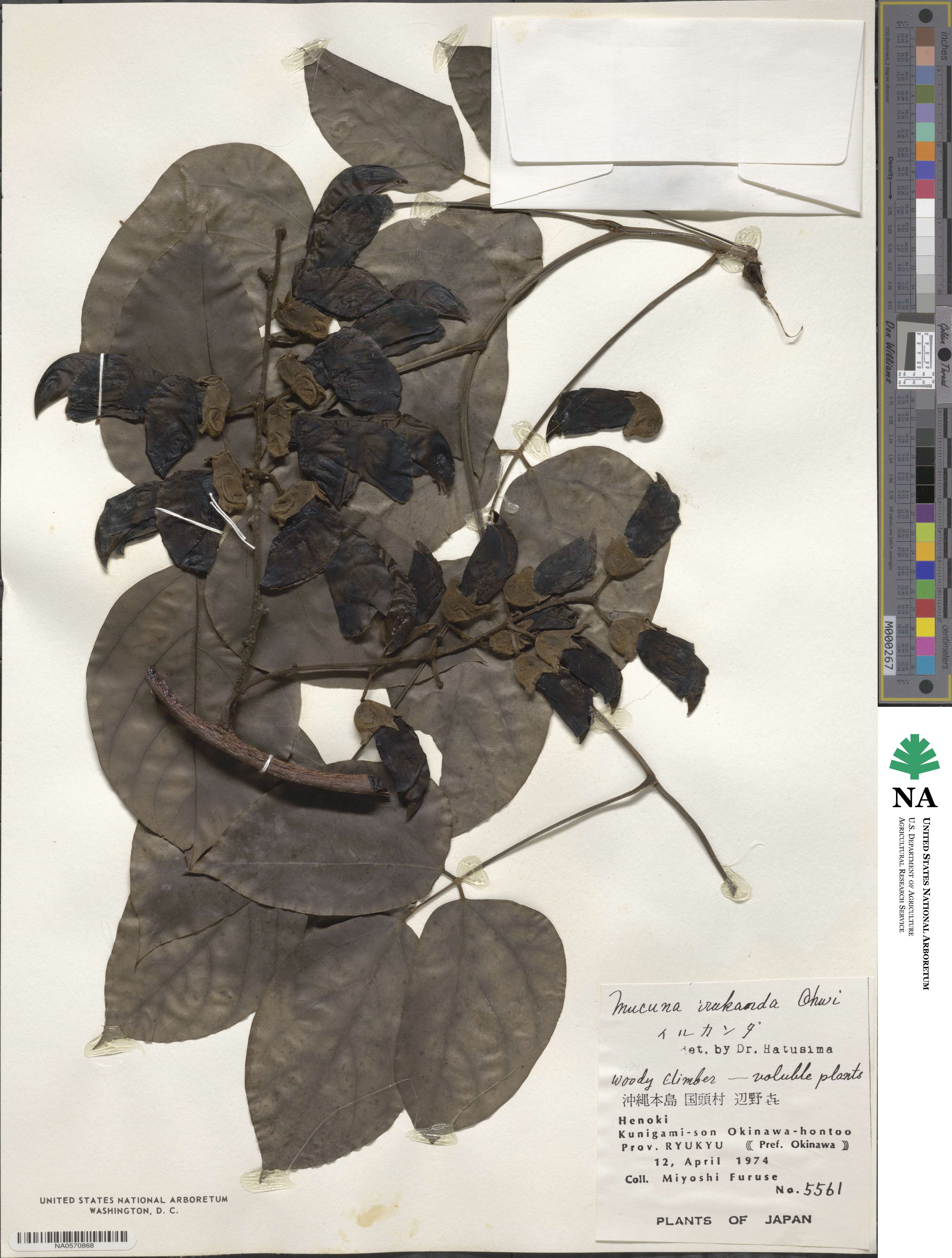 Mucuna macrocarpa image
