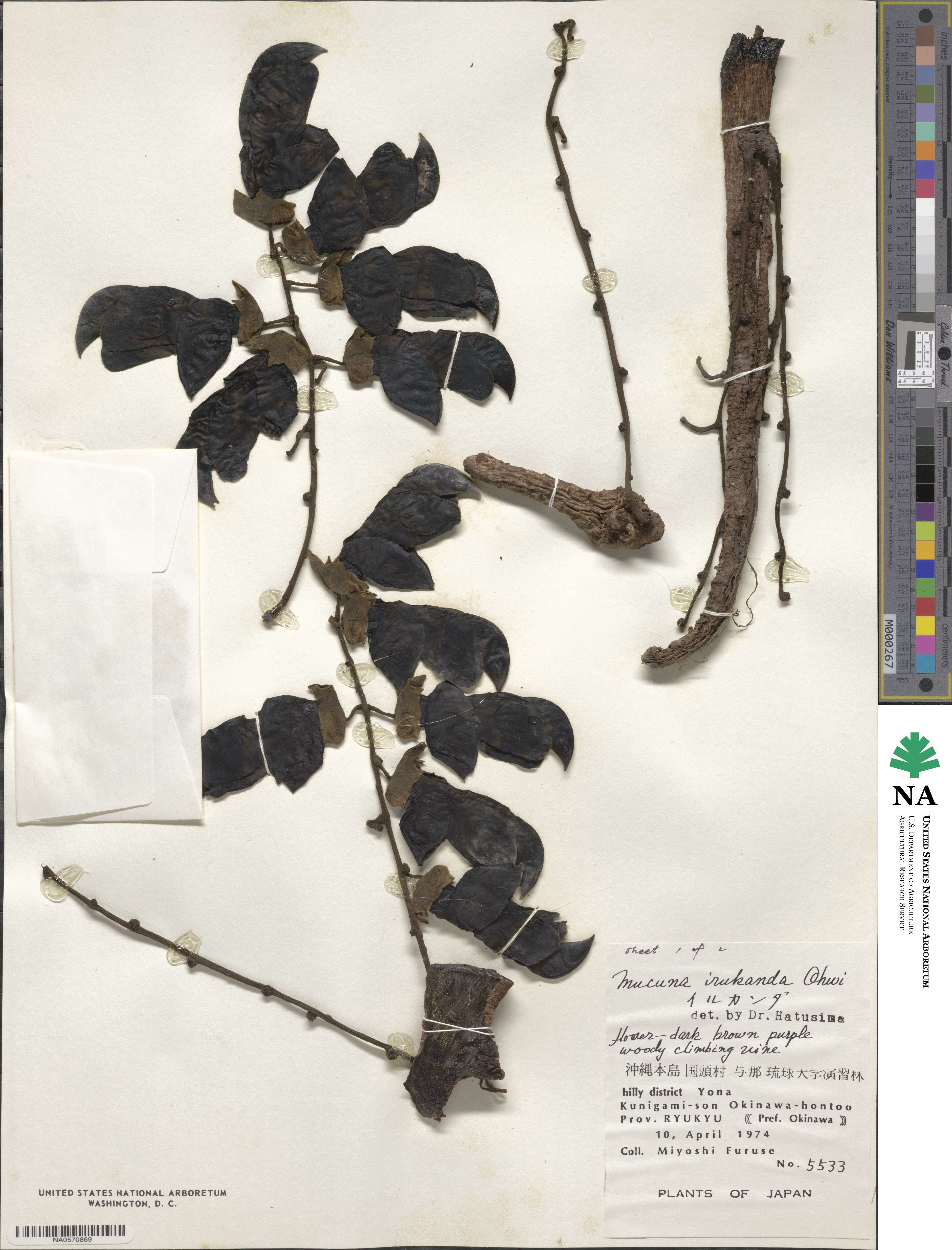 Mucuna macrocarpa image