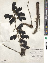 Mucuna macrocarpa image