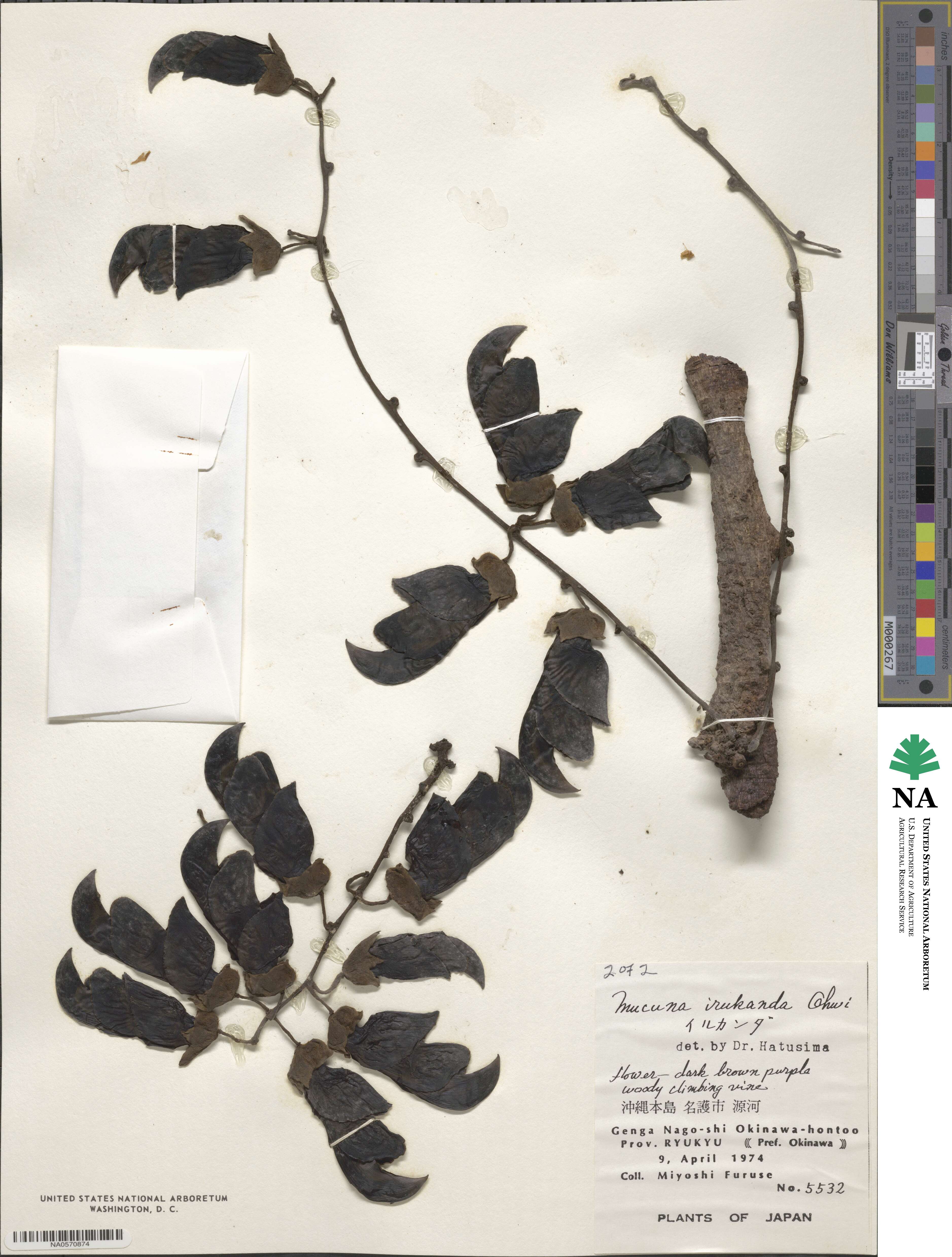 Mucuna macrocarpa image