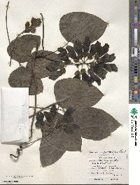 Mucuna interrupta image