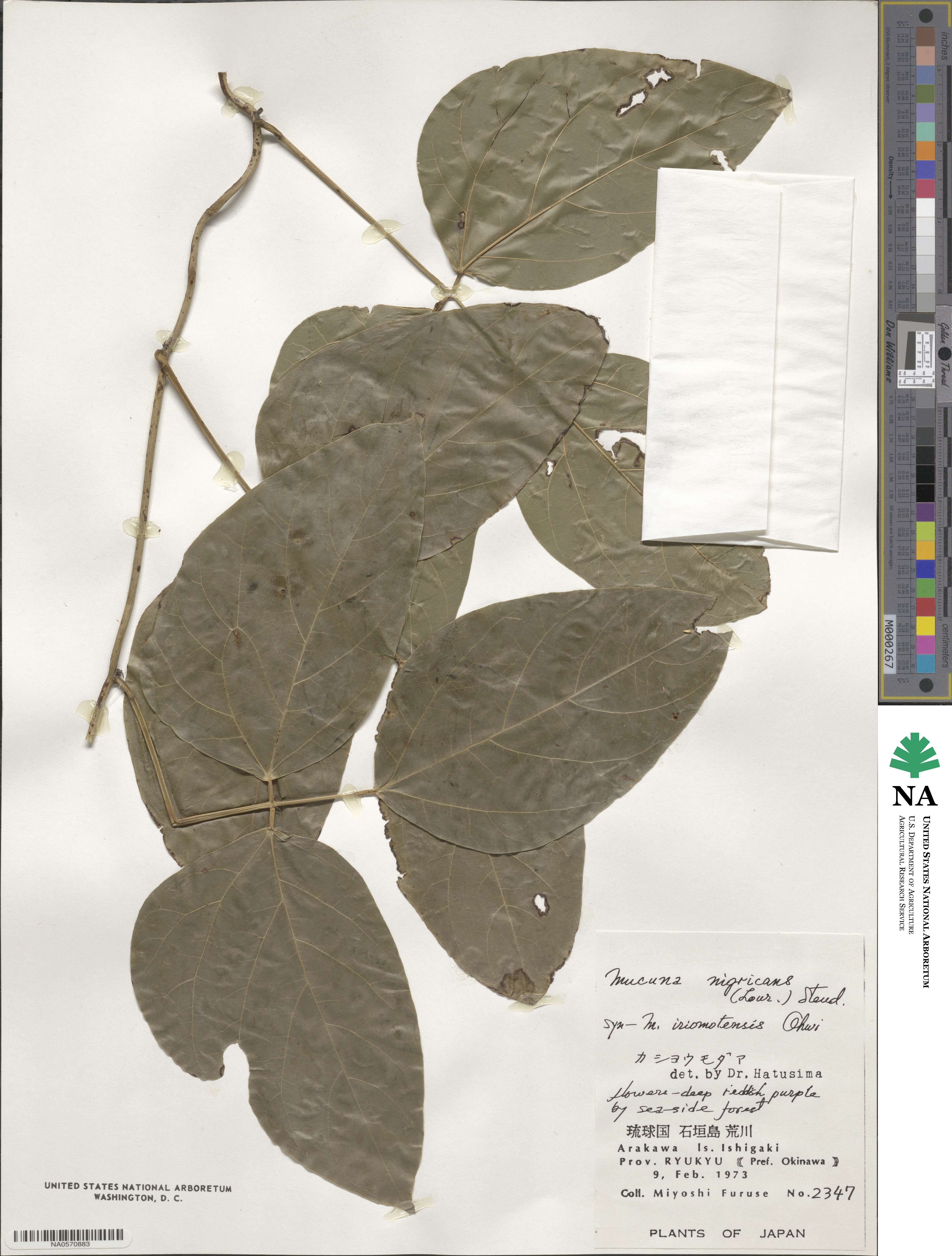 Mucuna interrupta image