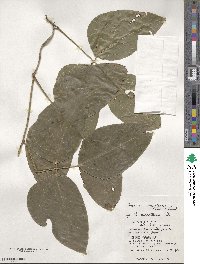 Mucuna interrupta image